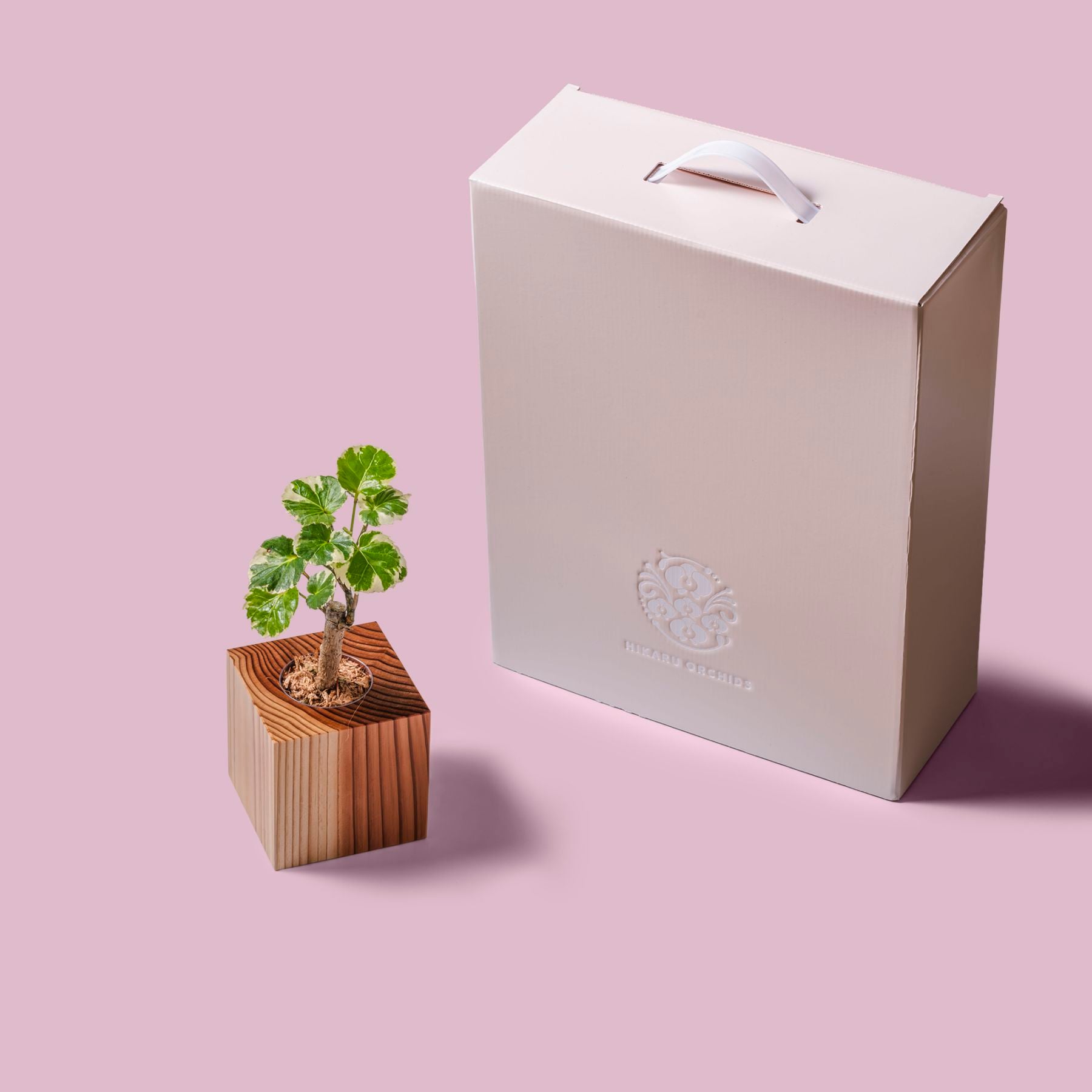 ポリシャス・バルフォリアナ・マルギナータ / 土不使用の観葉植物 / GREEN CUBE [001004]
