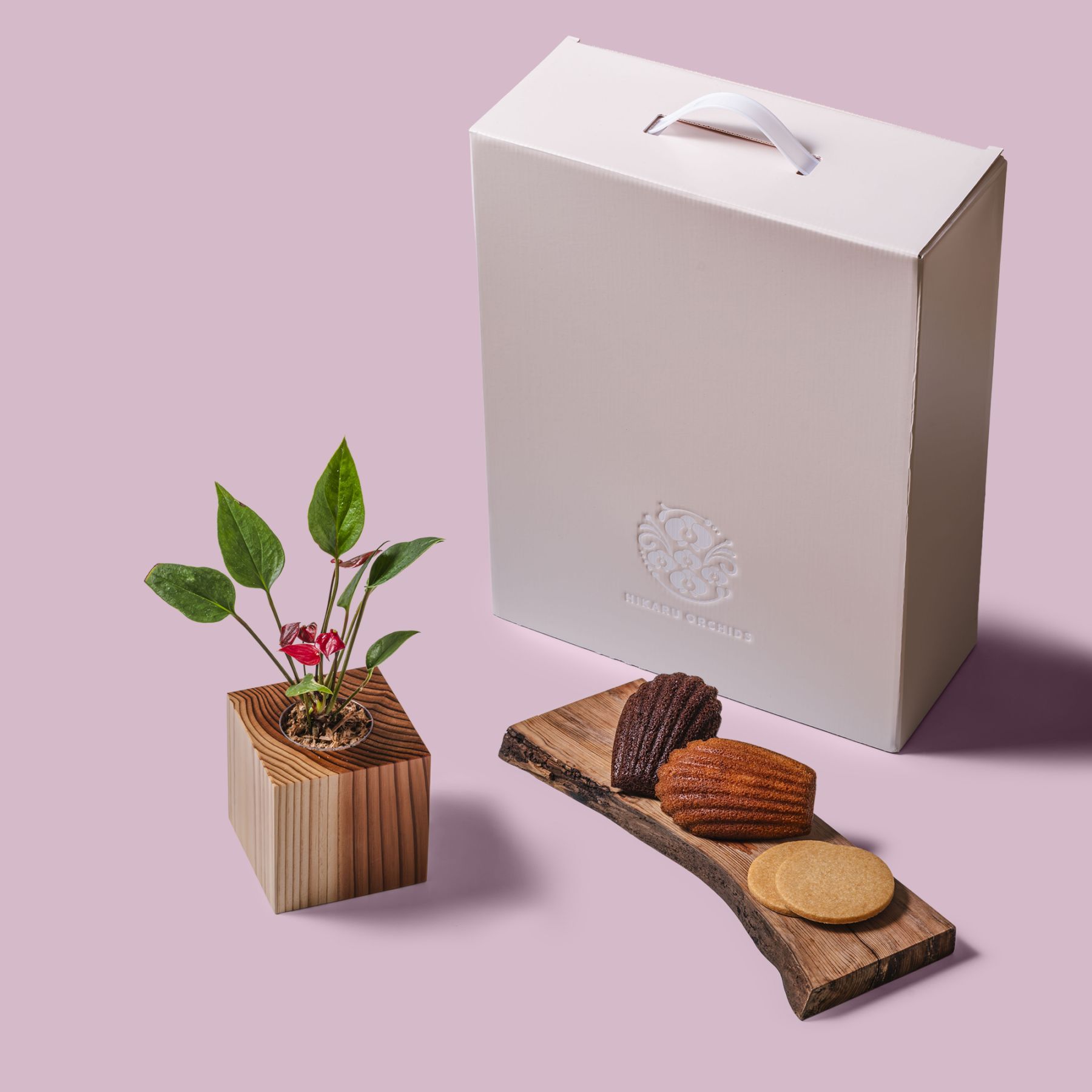 アンスリウム / 土不使用の観葉植物 / Gallery SIGMA. 焼き菓子セット / GREEN CUBE SWEETS（グリーンキューブスイーツ） [002007]