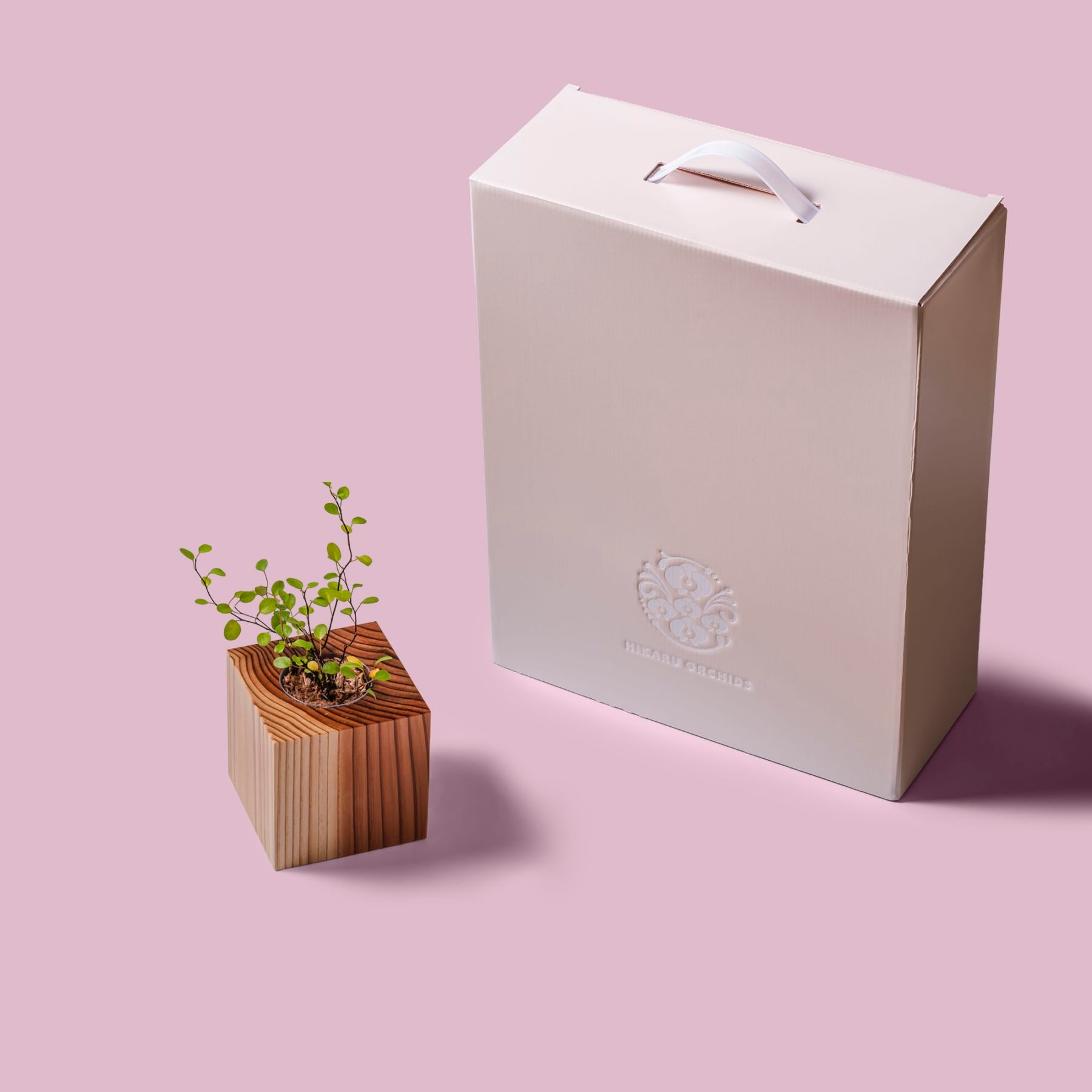 ワイヤープランツ / 土不使用の観葉植物 / GREEN CUBE [001009]