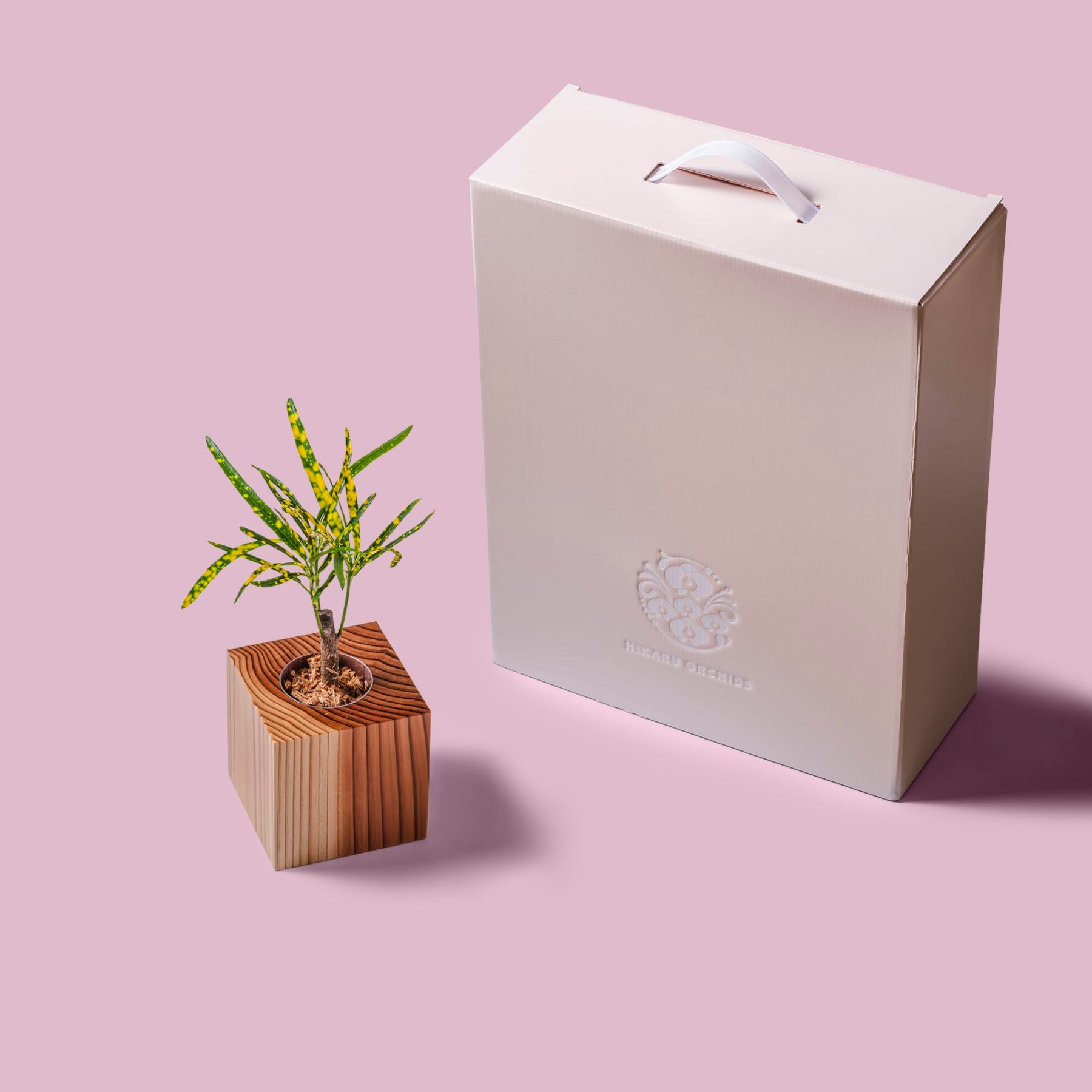 クロトン・ピクタム / 土不使用の観葉植物 / GREEN CUBE [001010]