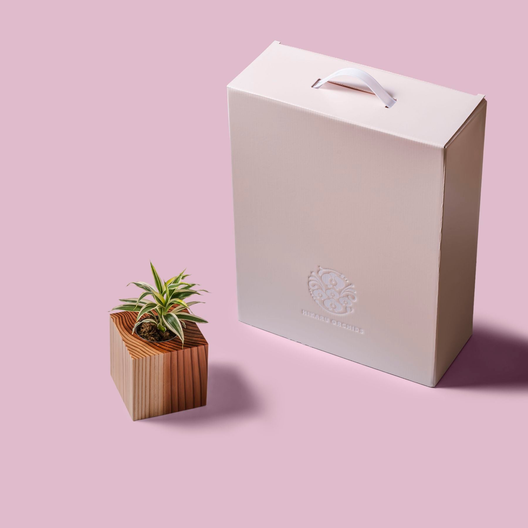 ドラセナ・サンデリアーナ・ホワイト / 土不使用の観葉植物 / GREEN CUBE [001011]