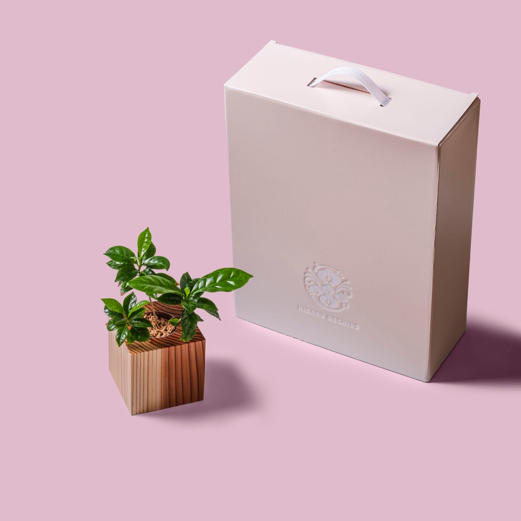 コーヒー / 土不使用の観葉植物 / GREEN CUBE [001012]