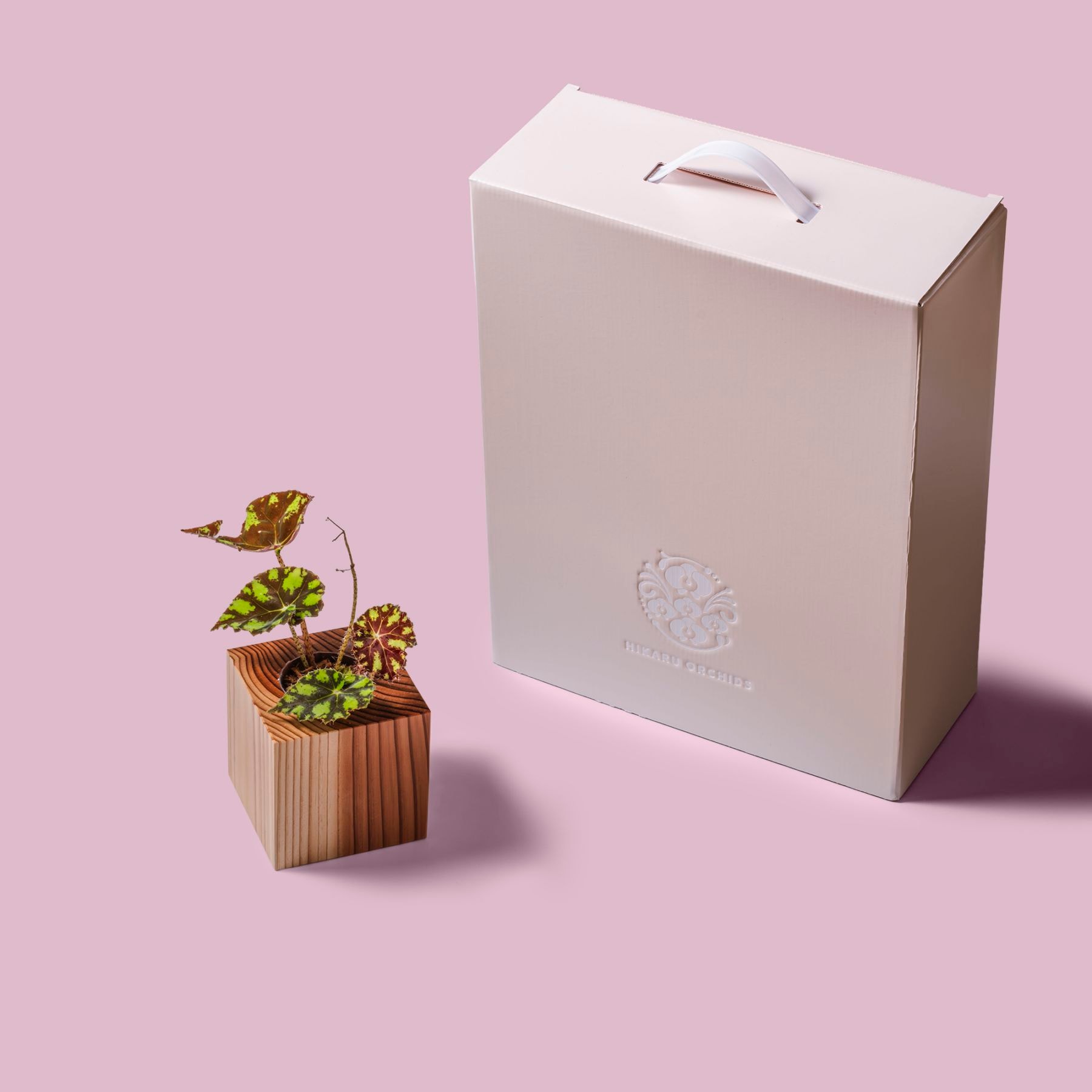 レックスベゴニア・タイガーキトゥン / 土不使用の観葉植物 / GREEN CUBE [001013]