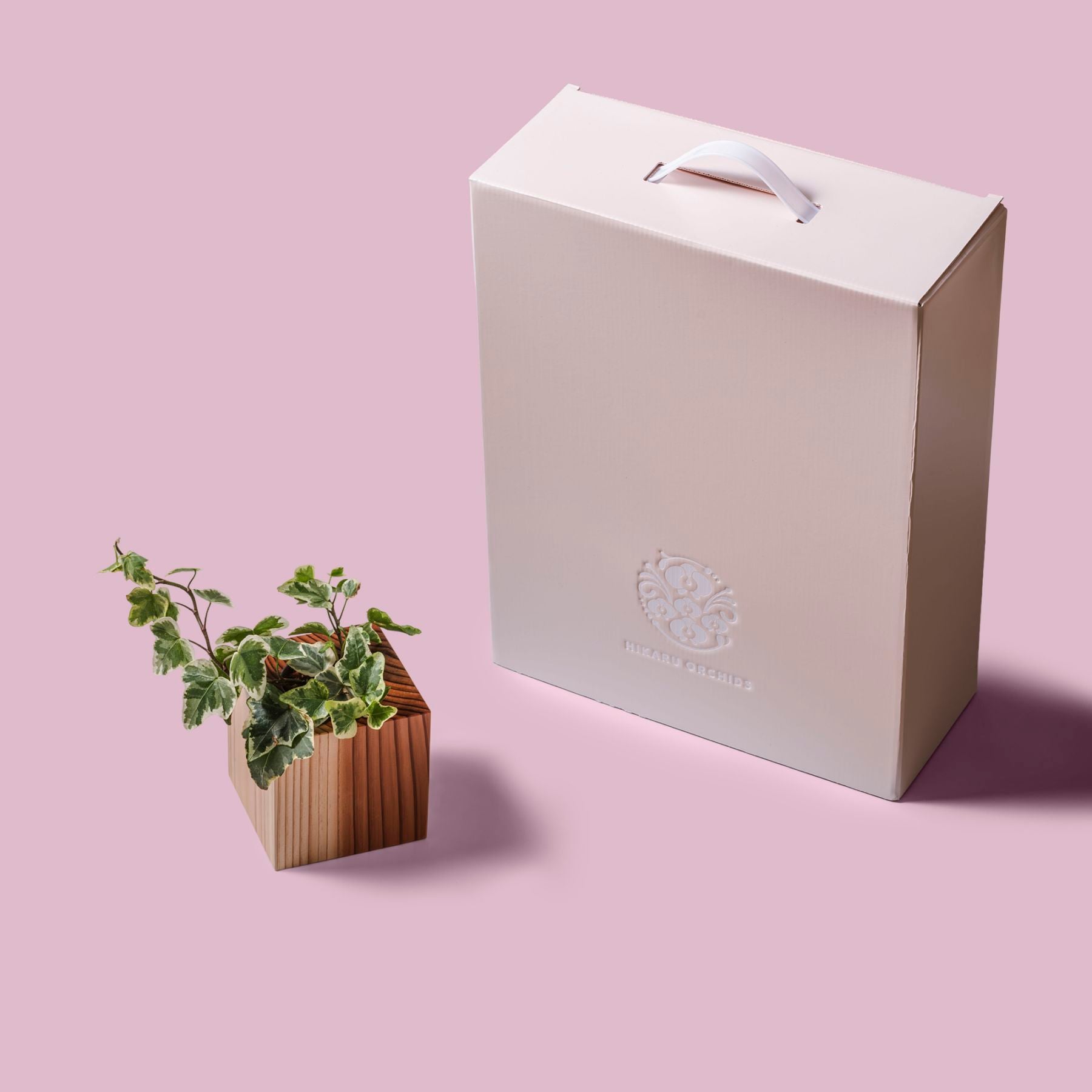 ヘデラ・グレイシャー / 土不使用の観葉植物 / GREEN CUBE [001014]