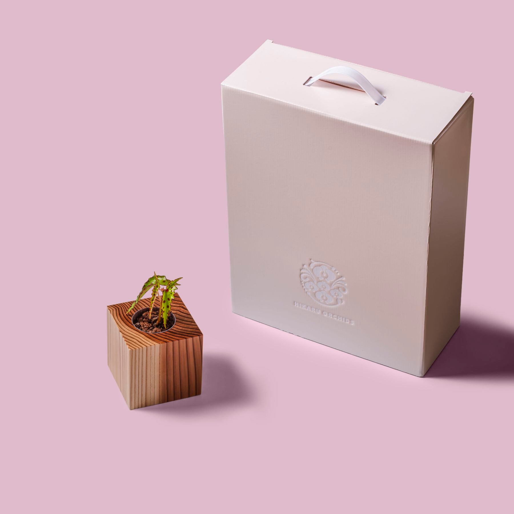 ベゴニア・アンフィオクサス / 土不使用の観葉植物 / GREEN CUBE [001015]