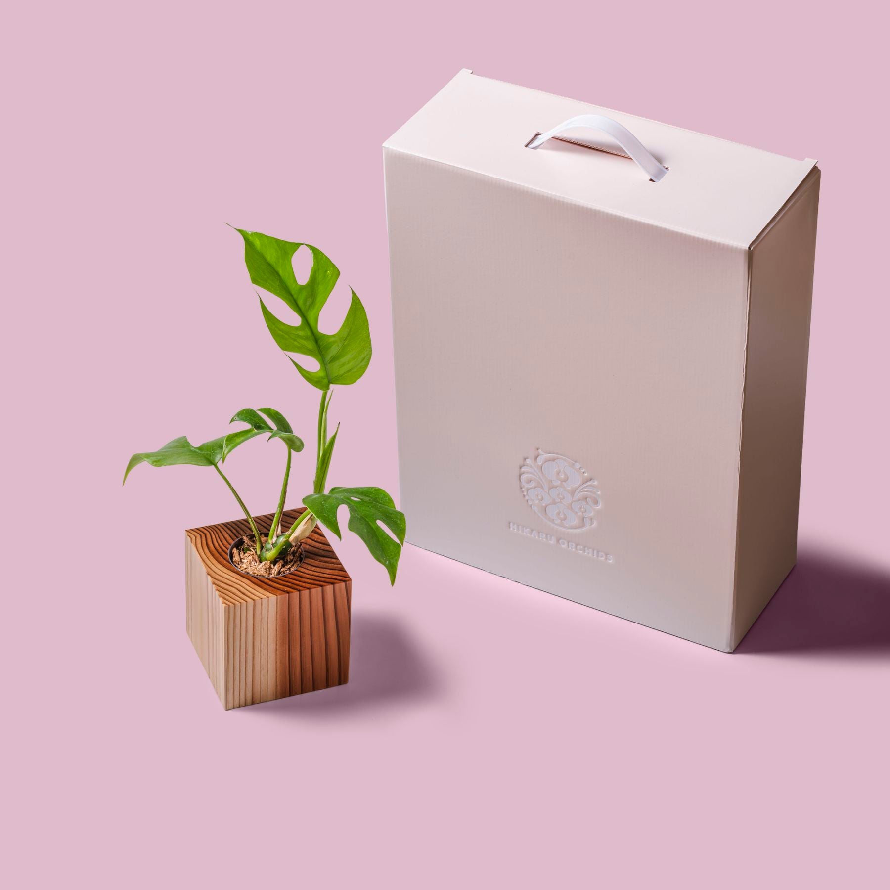 ヒメモンステラ / 土不使用の観葉植物 / GREEN CUBE [001016]