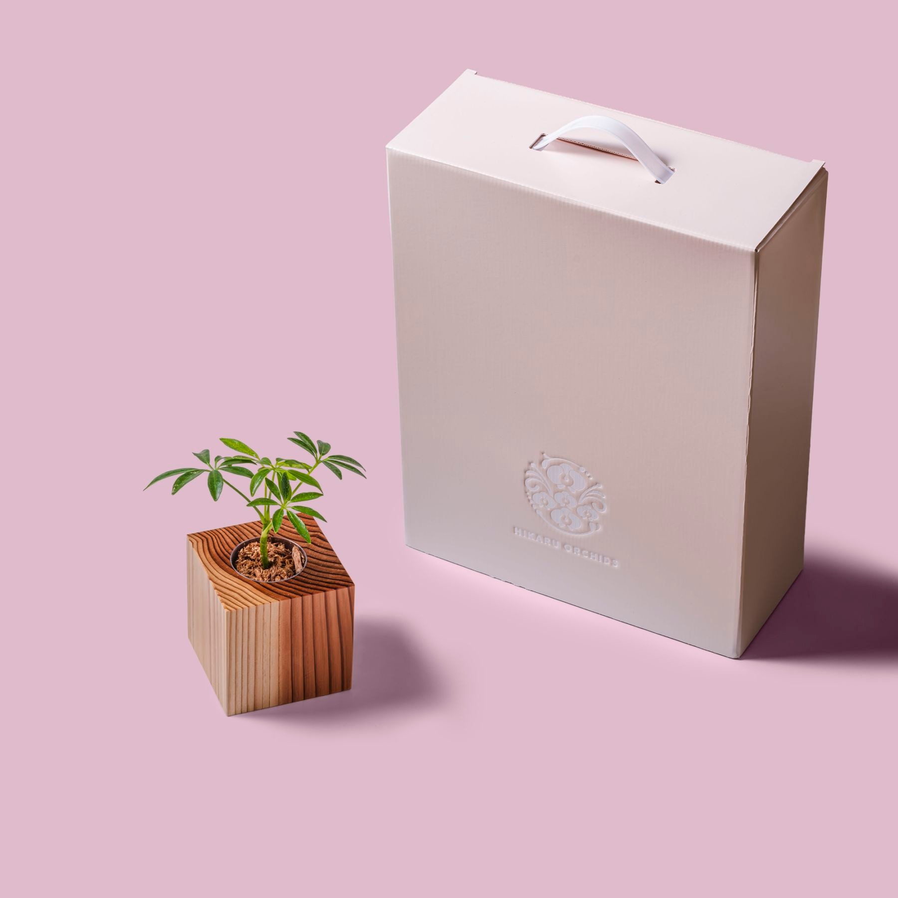 シェフレラ（カポック） / 土不使用の観葉植物 / GREEN CUBE [001017]