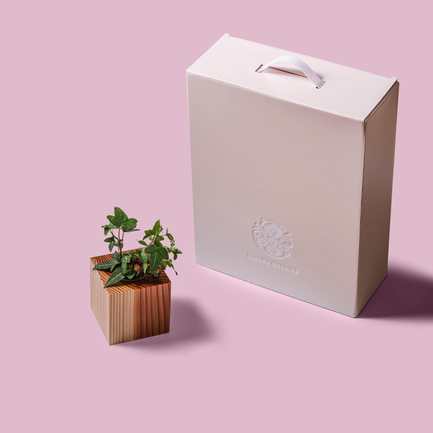 アイビー / 土不使用の観葉植物 / GREEN CUBE [001018]