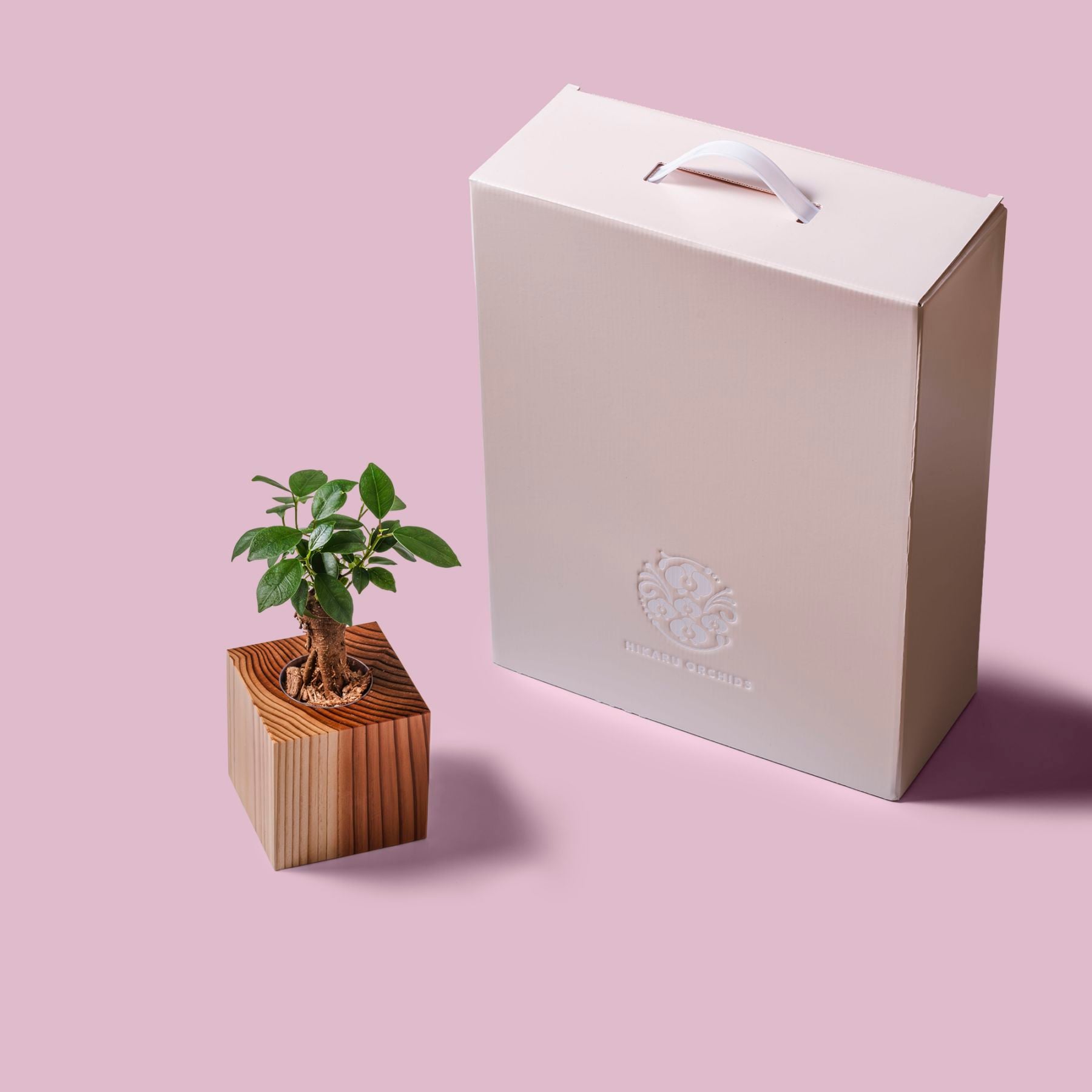 ガジュマル / 土不使用の観葉植物 / GREEN CUBE [001019]