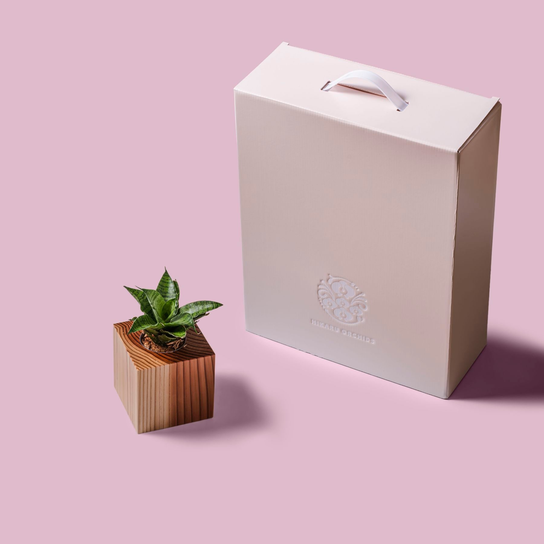 サンスベリア・ハニー / 土不使用の観葉植物 / GREEN CUBE [001021]