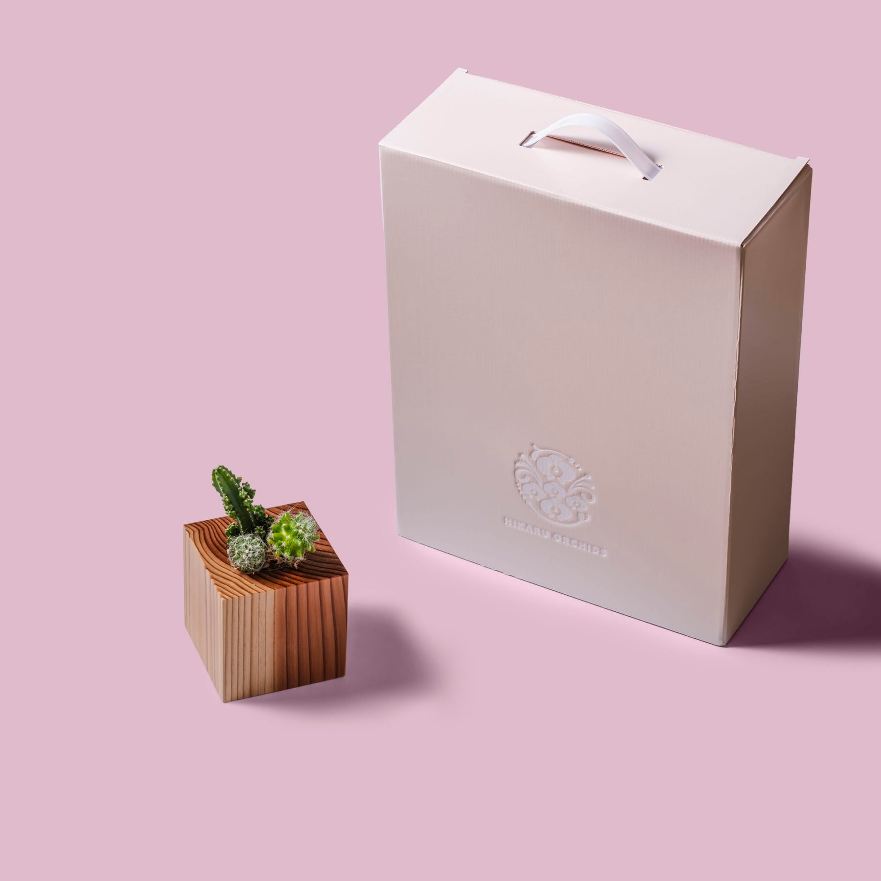 サボテン セレウス・マミラリア・エキノプシス / 土不使用の観葉植物 / GREEN CUBE [001022]