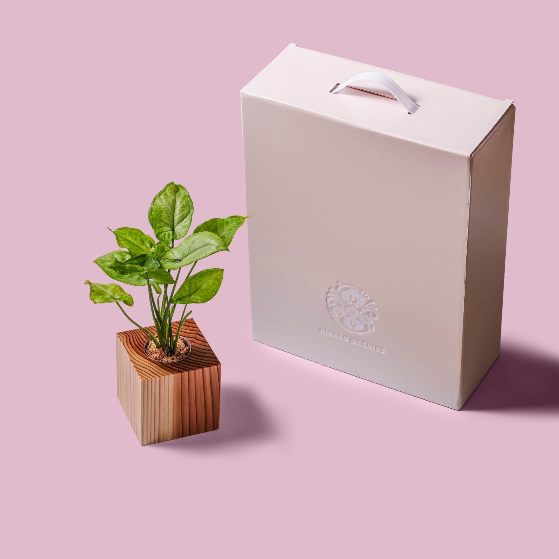 シンゴ二ウム / 土不使用の観葉植物 / GREEN CUBE [001023]