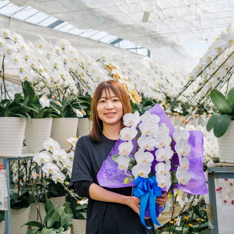 ミディ胡蝶蘭 2本立ち白10～20輪  [000922]　