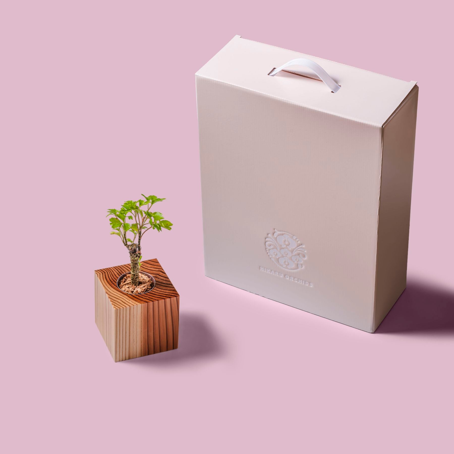 ポリシャス・バタフライ / 土不使用の観葉植物 / GREEN CUBE [001024]