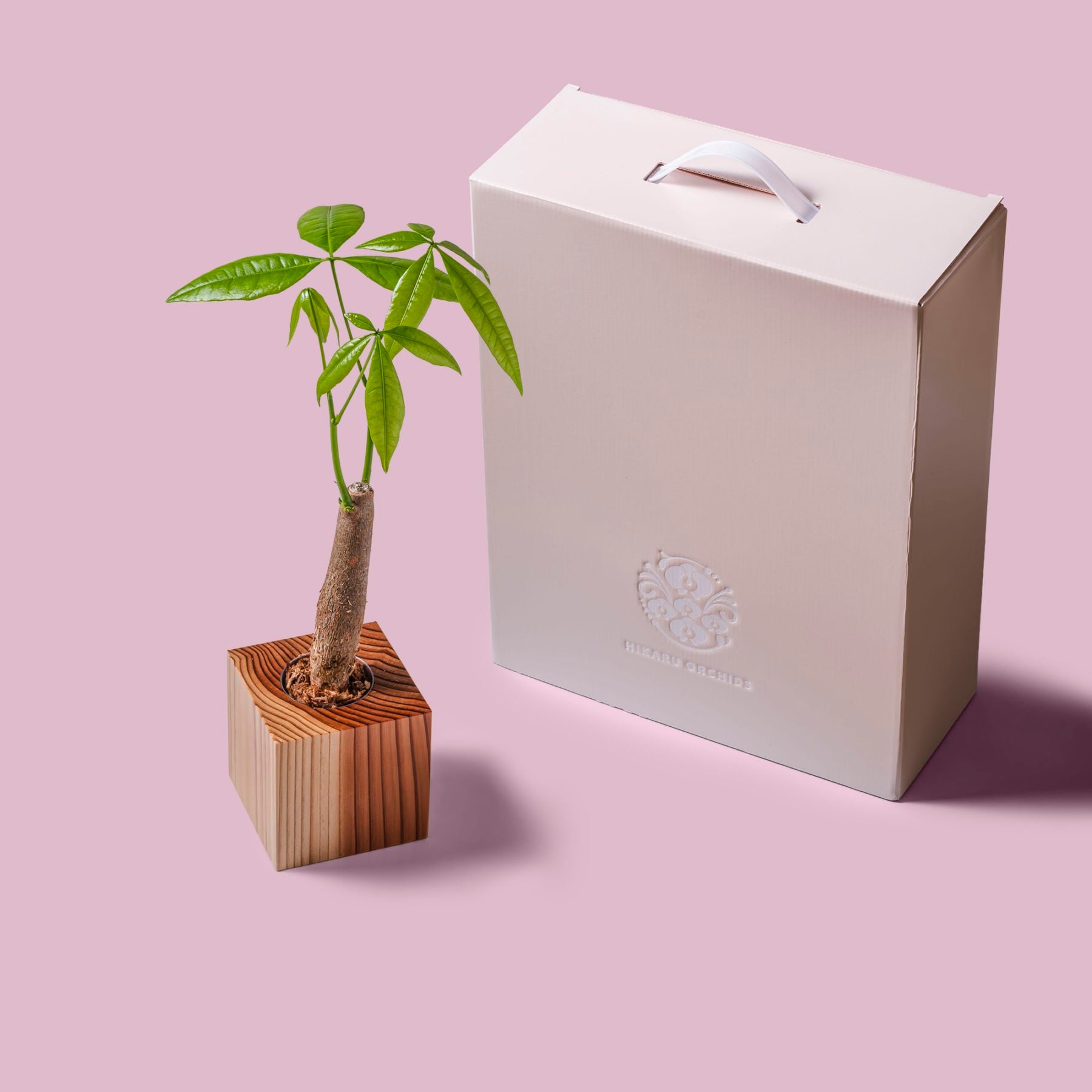 パキラ / 土不使用の観葉植物 / GREEN CUBE [001026]