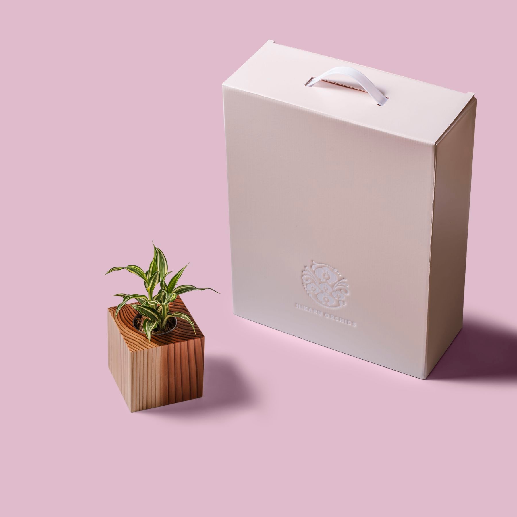 ドラセナ・サンデリアーナ・ビクトリー / 土不使用の観葉植物 / GREEN CUBE [001027]