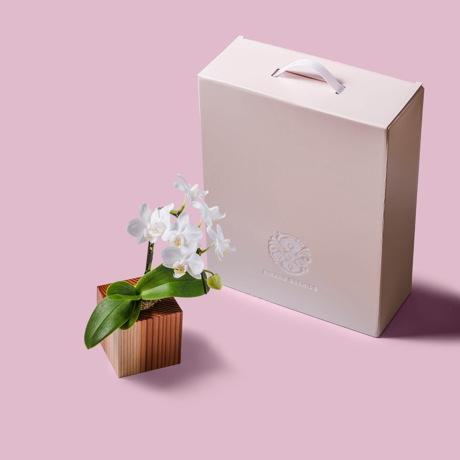白 小輪 胡蝶蘭 / ORCHID CUBE（オーキッドキューブ）[003701]