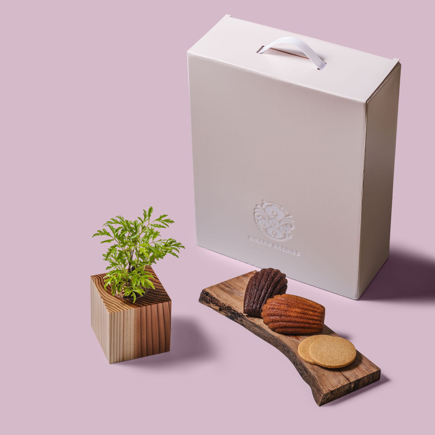 ポリシャス・フルティコサ（タイワンモミジ） / 土不使用の観葉植物 / Gallery SIGMA. 焼き菓子セット / GREEN CUBE SWEETS（グリーンキューブスイーツ） [002001]