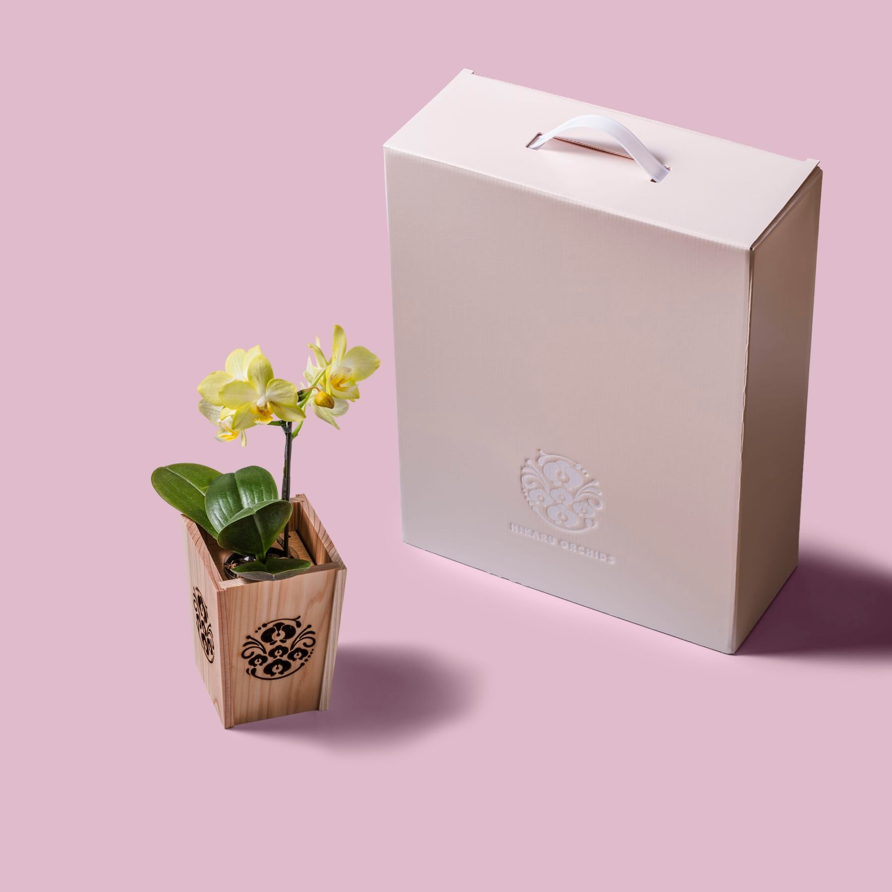 黄 小輪 胡蝶蘭 / NENE 組子細工風 胡蝶蘭（こちょうらん）[000772]