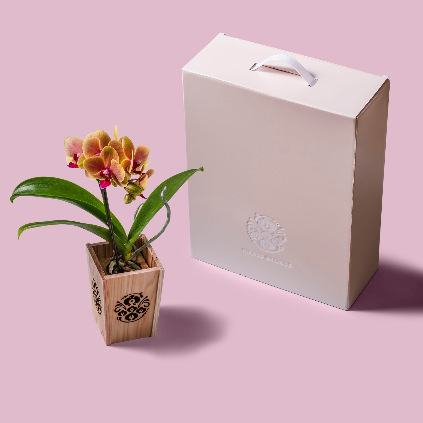 オレンジ 小輪 胡蝶蘭 / NENE 組子細工風 胡蝶蘭（こちょうらん）[000773]