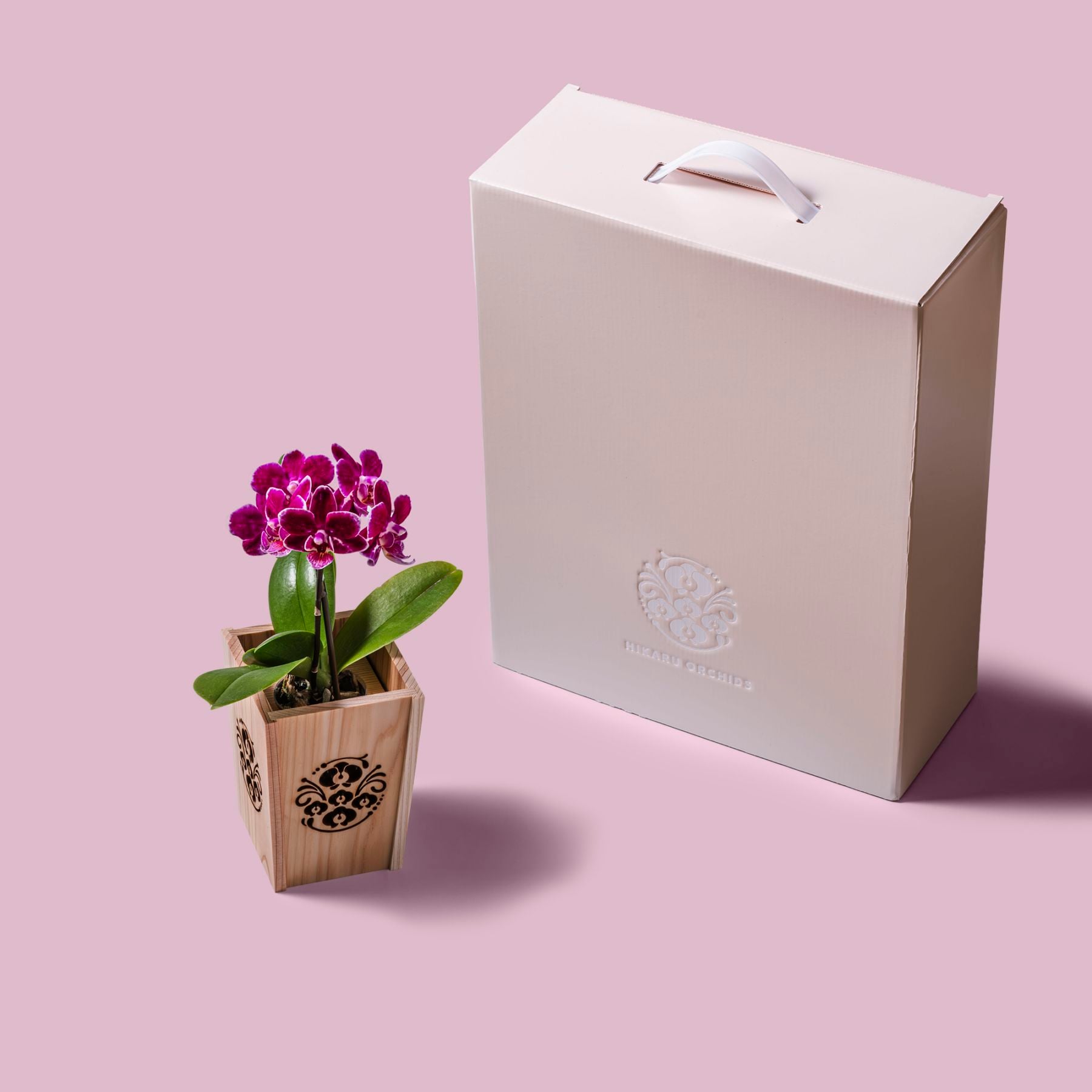 紫 小輪 胡蝶蘭 / NENE 組子細工風 胡蝶蘭（こちょうらん）[000775]