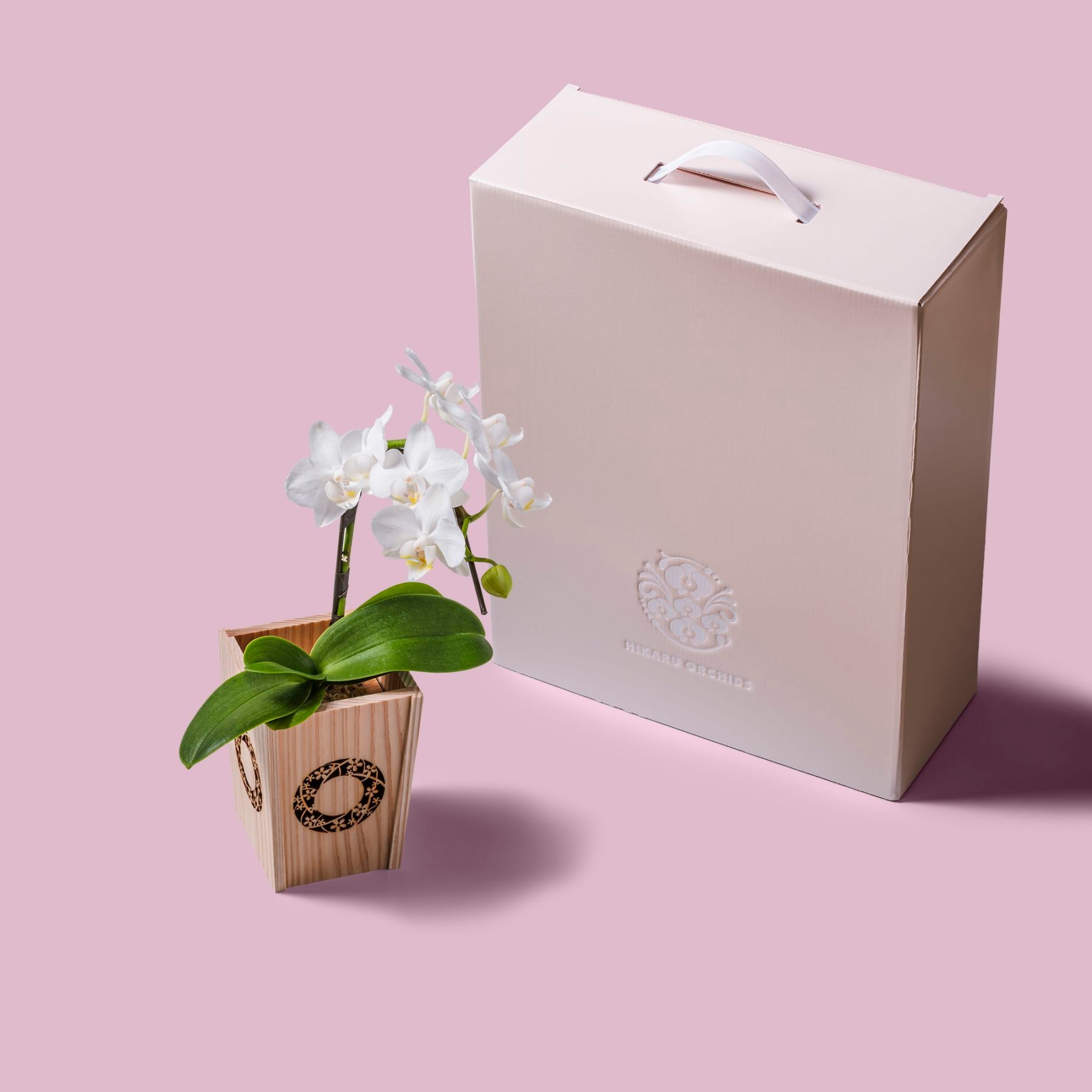 白 小輪 胡蝶蘭 / NENE 組子細工風 桜輪（さくらわ）[000781]