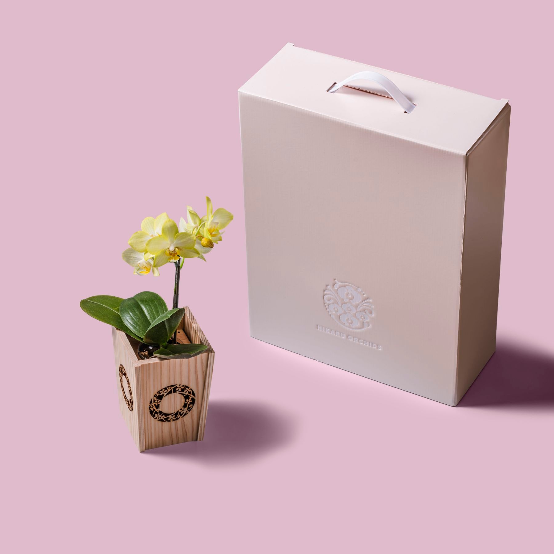 黄 小輪 胡蝶蘭 / NENE 組子細工風 桜輪（さくらわ）[000782]