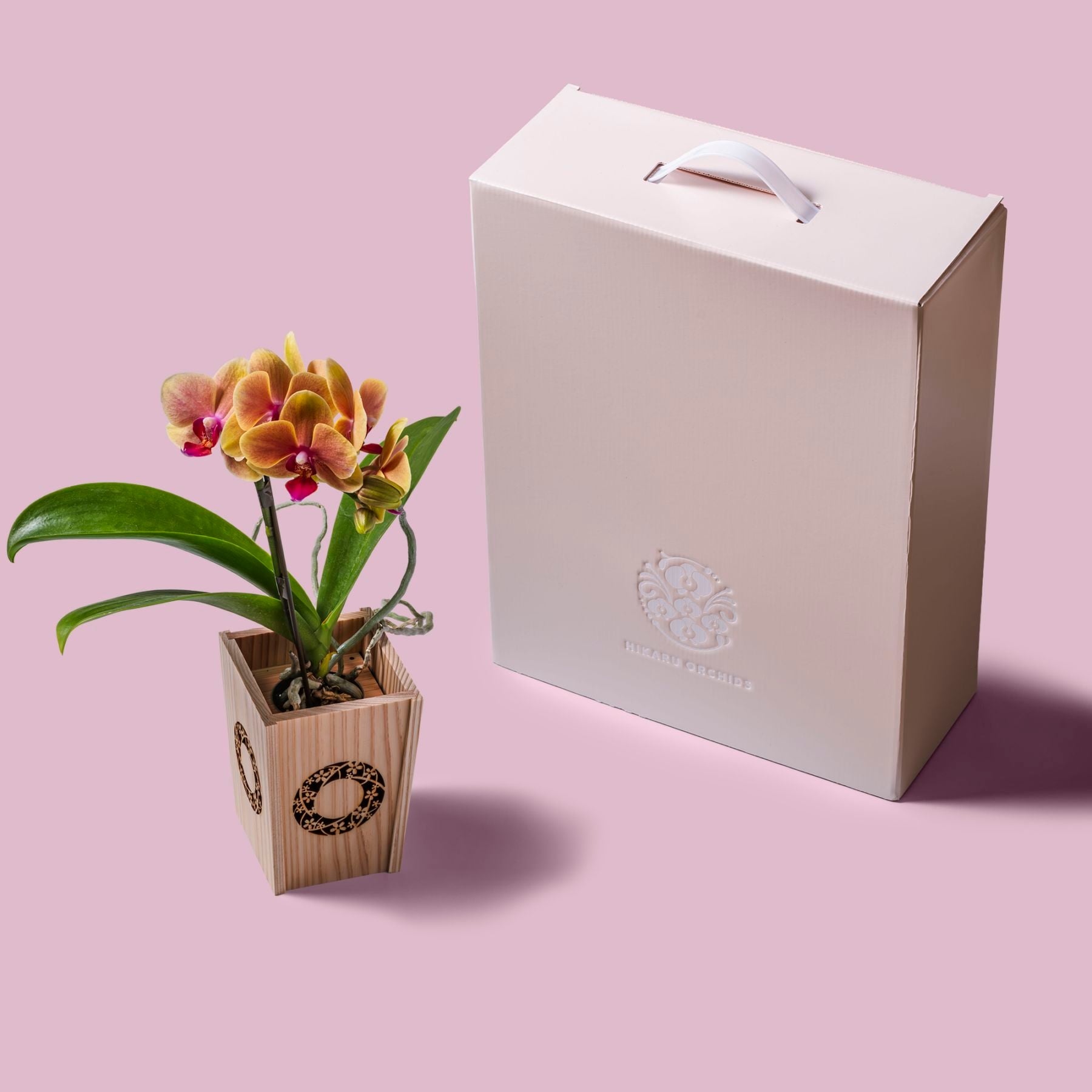 オレンジ 小輪 胡蝶蘭 / NENE 組子細工風 桜輪（さくらわ）[000783]