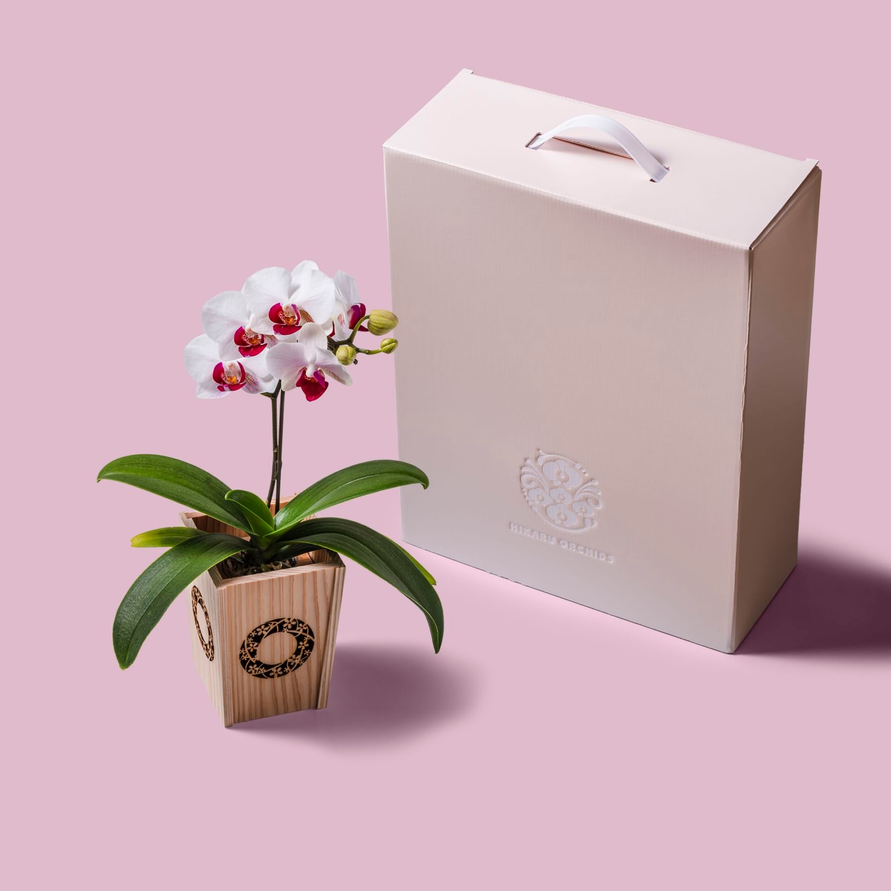 白赤 小輪 胡蝶蘭 / NENE 組子細工風 桜輪（さくらわ）[000784]