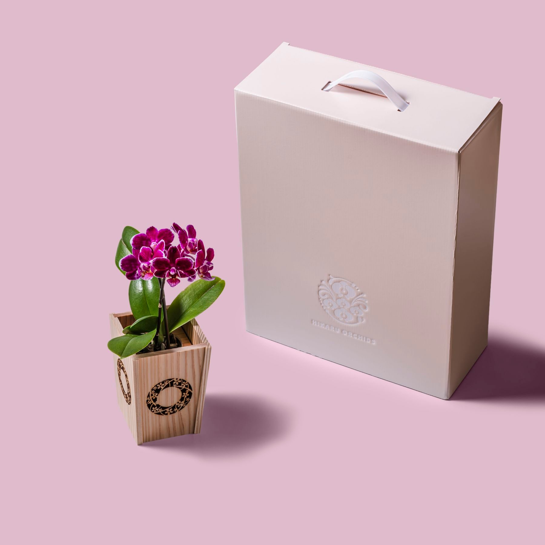 紫 小輪 胡蝶蘭 / NENE 組子細工風 桜輪（さくらわ）[000785]