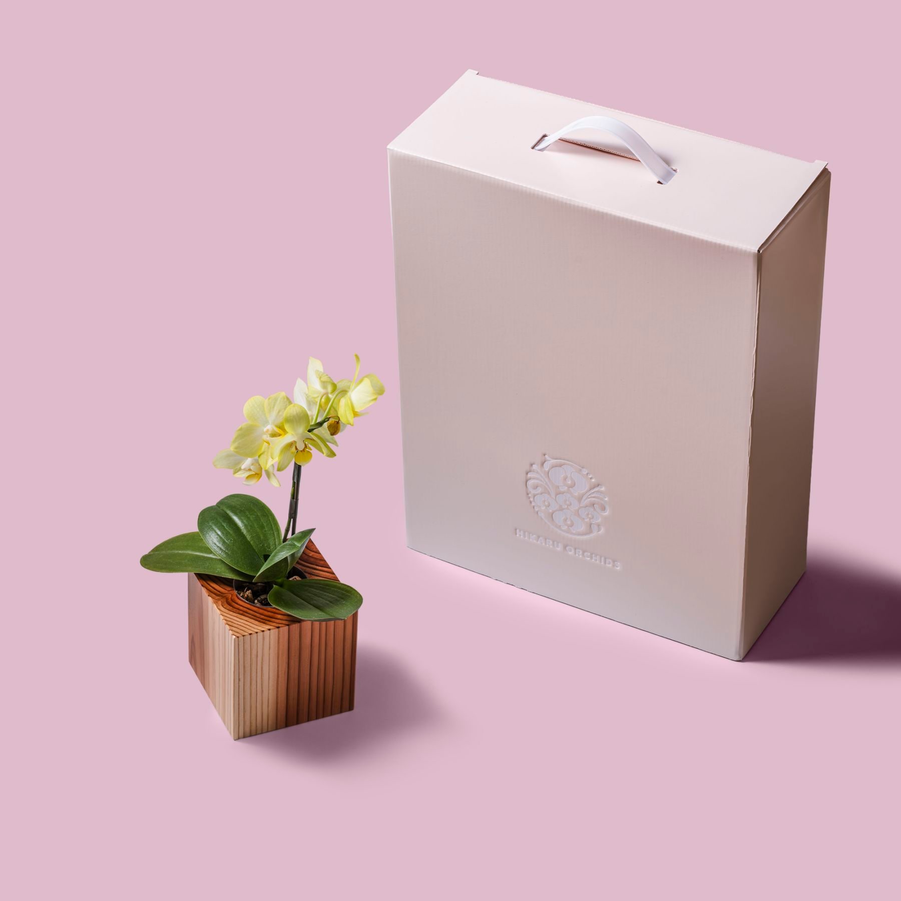 黄 小輪 胡蝶蘭 / ORCHID CUBE（オーキッドキューブ）[003702]