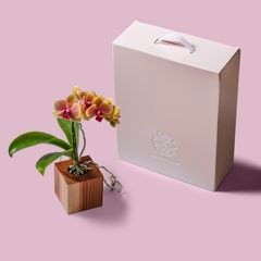 オレンジ 小輪 胡蝶蘭 / ORCHID CUBE（オーキッドキューブ）[003703]