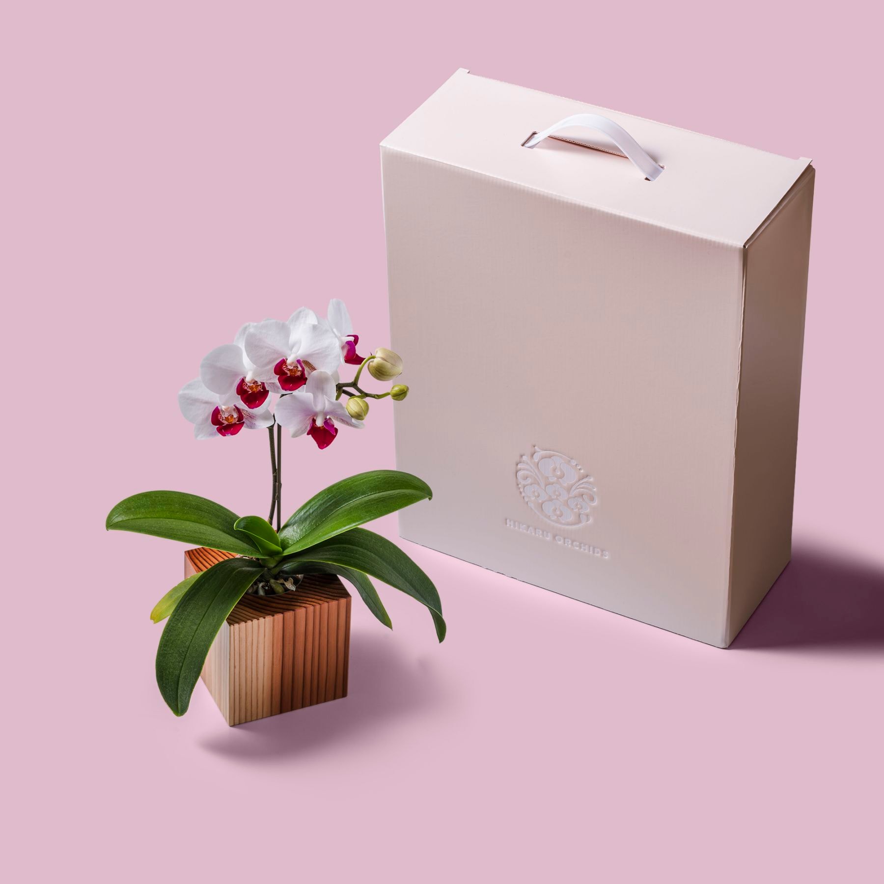 白赤 小輪 胡蝶蘭 / ORCHID CUBE（オーキッドキューブ）[003704]