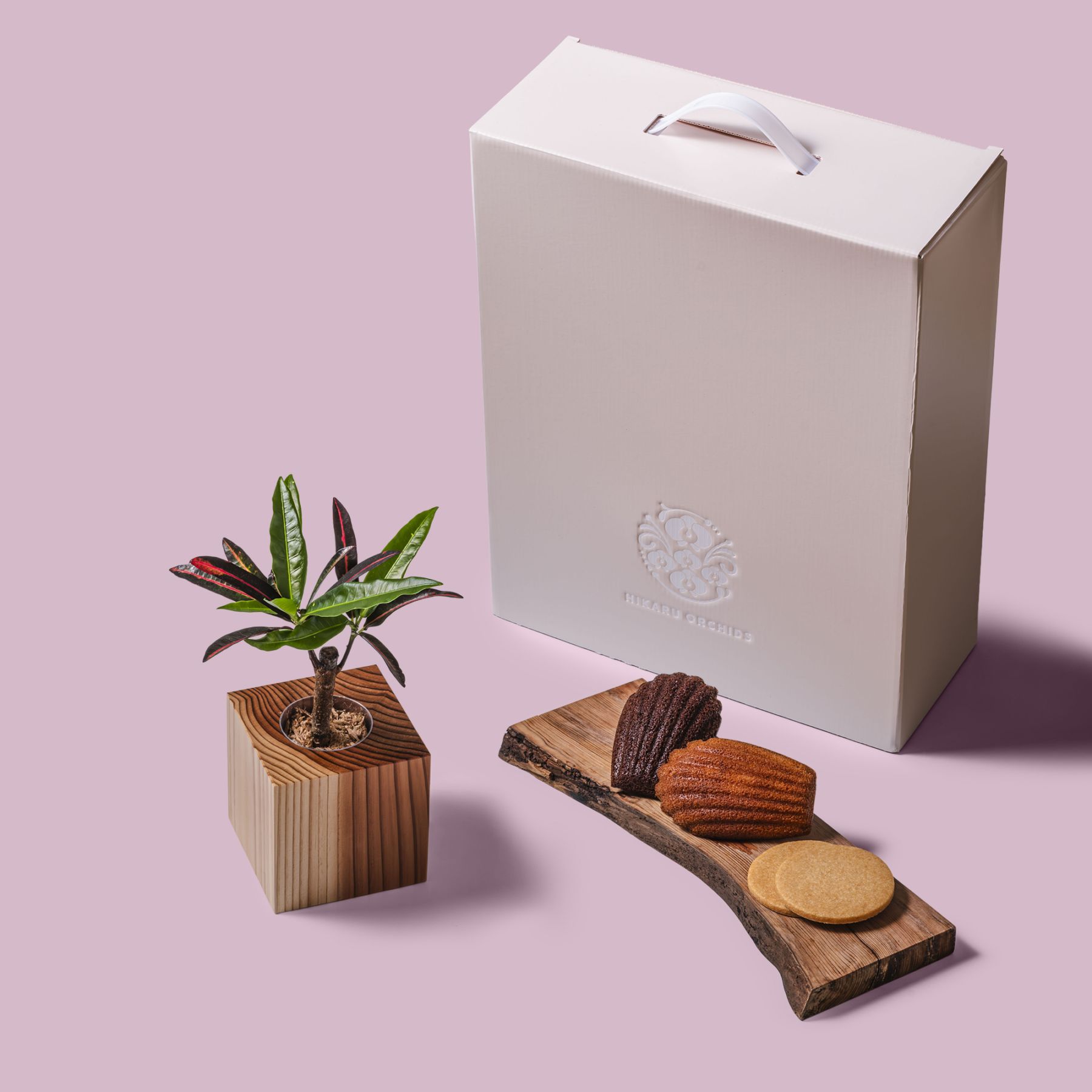 クロトン・エクスカランス / 土不使用の観葉植物 / Gallery SIGMA. 焼き菓子セット / GREEN CUBE SWEETS（グリーンキューブスイーツ） [002002]