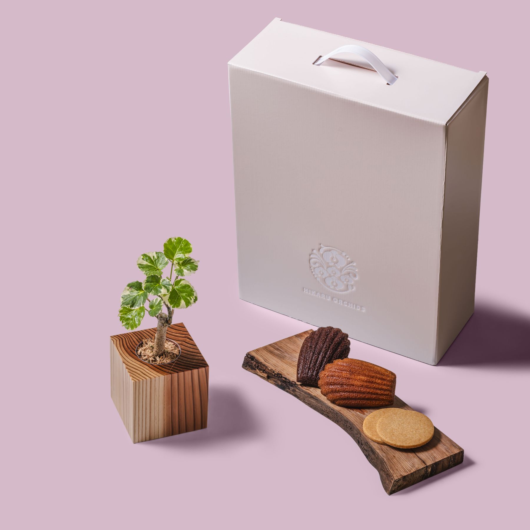 ポリシャス・バルフォリアナ・マルギナータ / 土不使用の観葉植物 / Gallery SIGMA. 焼き菓子セット / GREEN CUBE SWEETS（グリーンキューブスイーツ） [002004]
