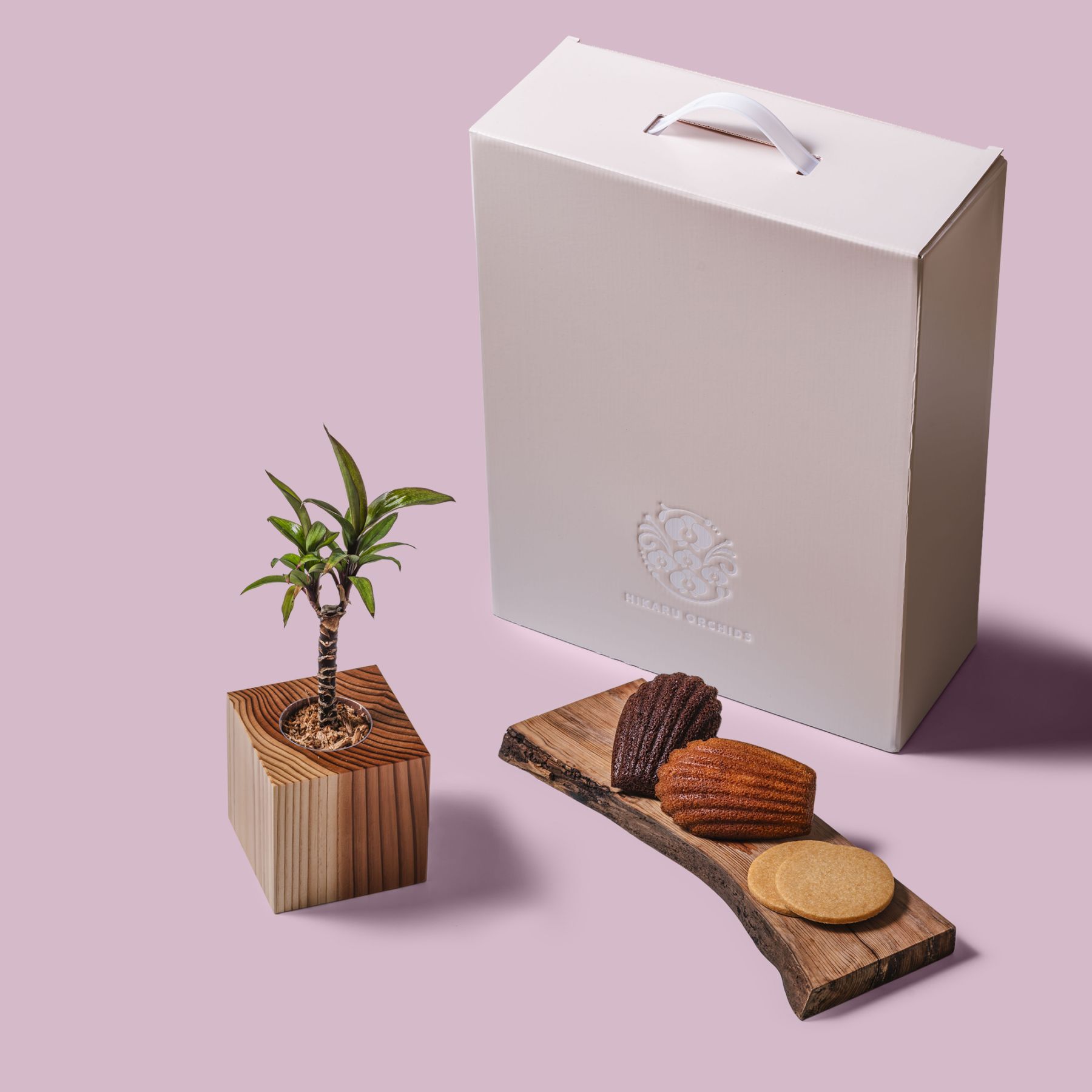 コルジリネ・パープルコンパクタ / 土不使用の観葉植物 / Gallery SIGMA. 焼き菓子セット / GREEN CUBE SWEETS（グリーンキューブスイーツ） [002006]