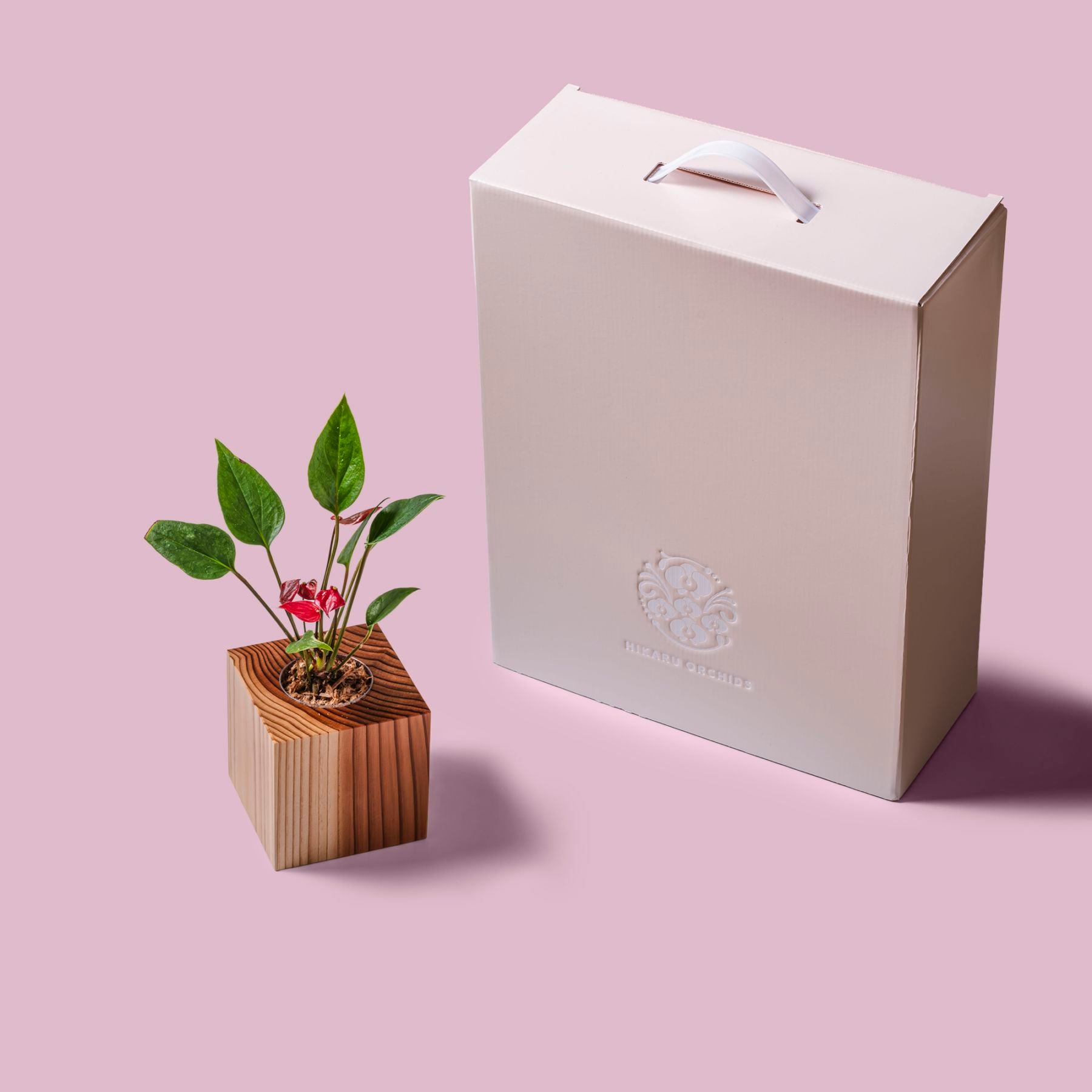 アンスリウム / 土不使用の観葉植物 / GREEN CUBE（グリーンキューブ） [001007]