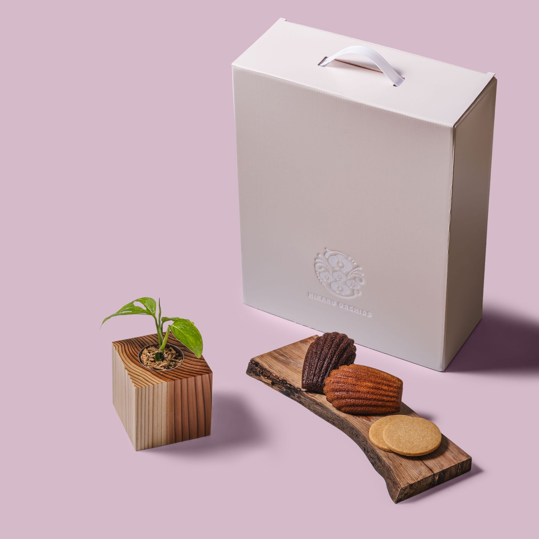 マドカズラ / 土不使用の観葉植物 / Gallery SIGMA. 焼き菓子セット / GREEN CUBE SWEETS（グリーンキューブスイーツ）  [002008]
