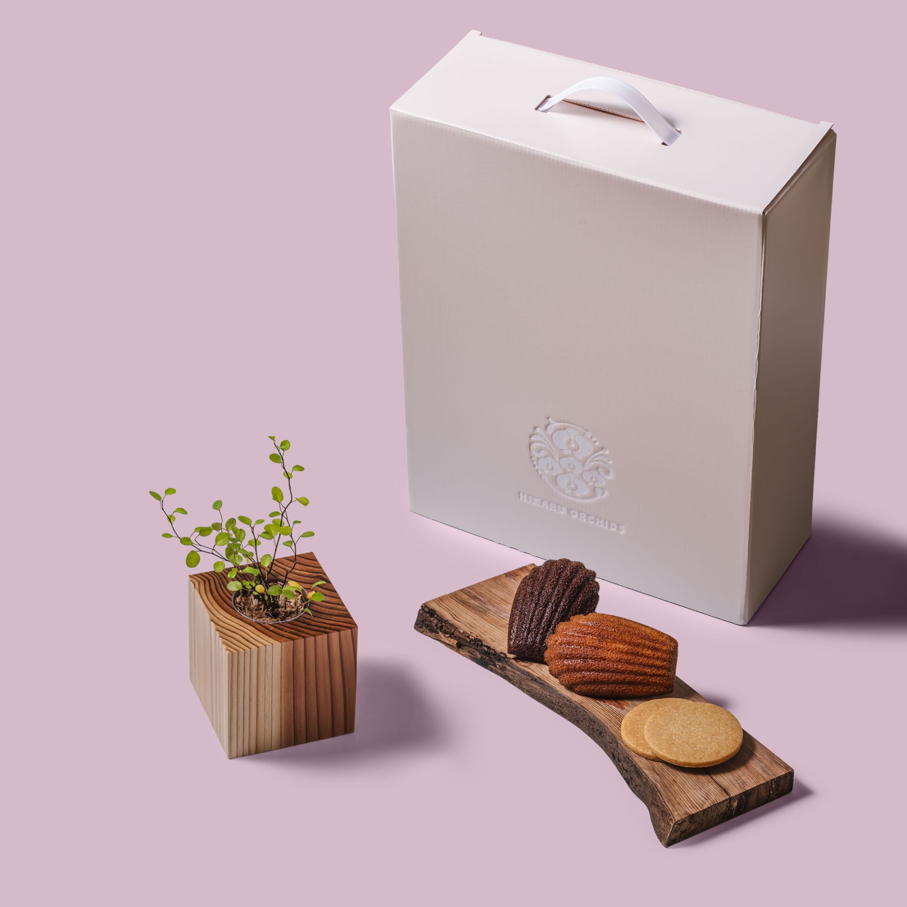 ワイヤープランツ / 土不使用の観葉植物 / Gallery SIGMA. 焼き菓子セット / GREEN CUBE SWEETS（グリーンキューブスイーツ） [002009]