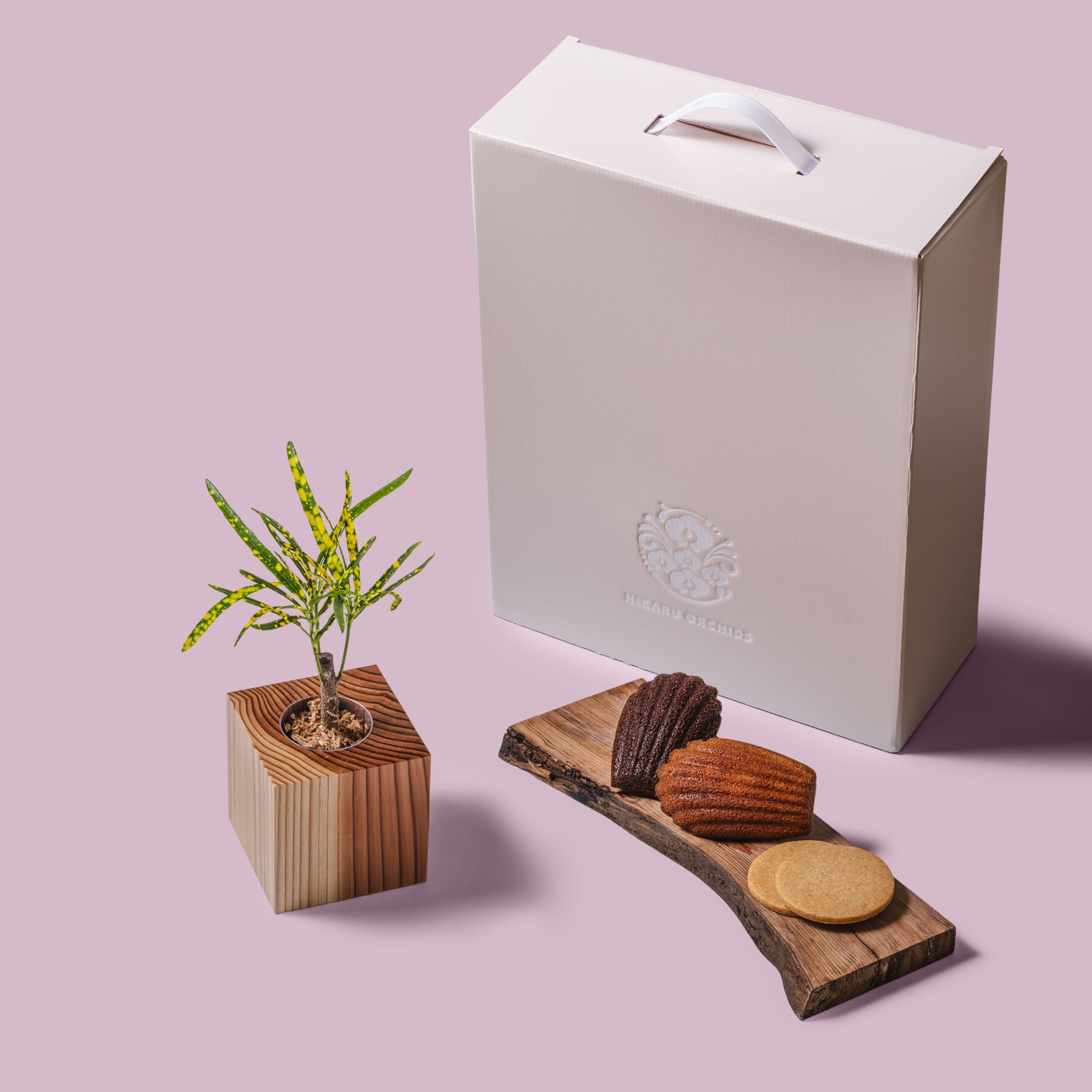 クロトン・ピクタム / 土不使用の観葉植物 / Gallery SIGMA. 焼き菓子セット / GREEN CUBE SWEETS（グリーンキューブスイーツ） [002010]