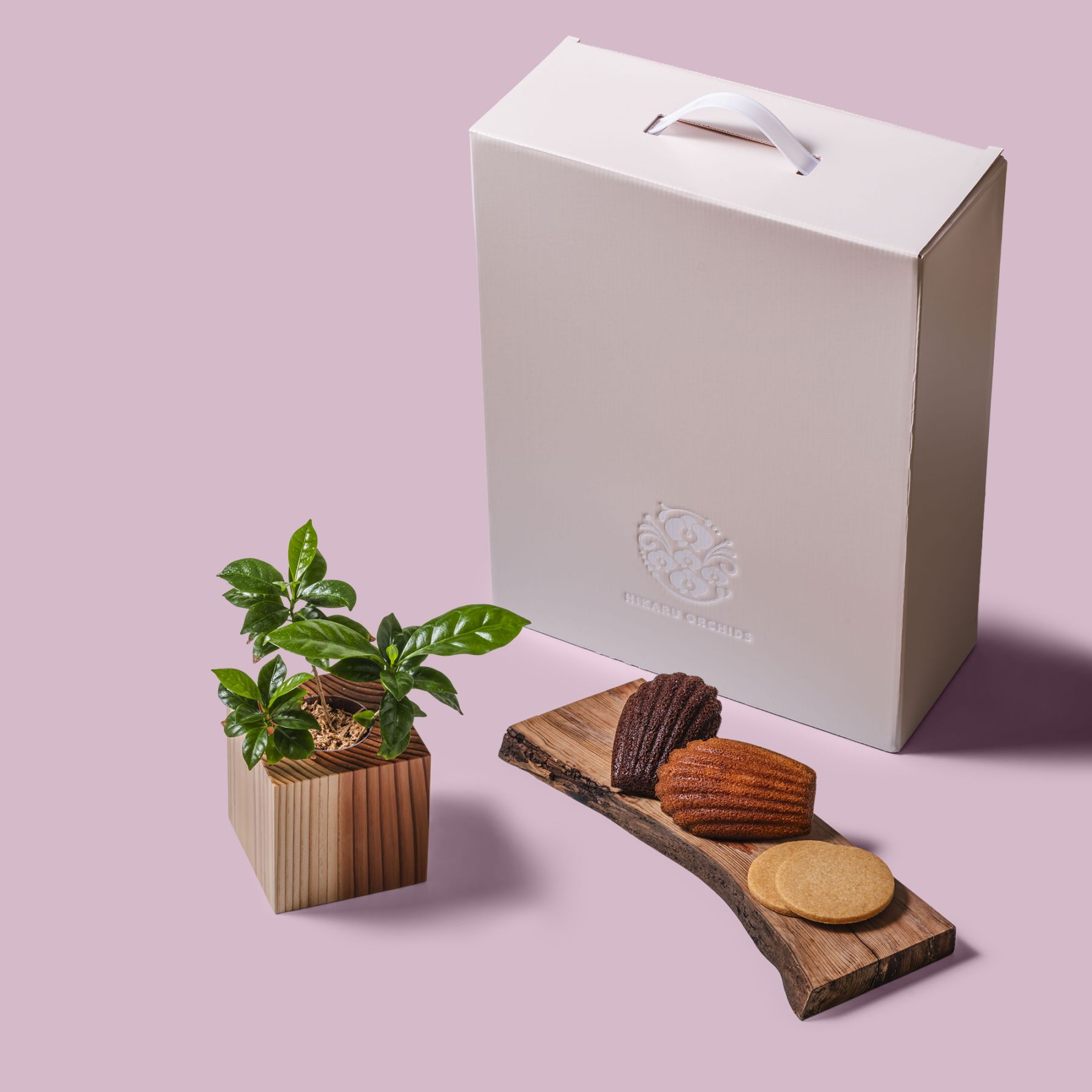 コーヒー / 土不使用の観葉植物 / Gallery SIGMA. 焼き菓子セット / GREEN CUBE SWEETS（グリーンキューブスイーツ） [002012]