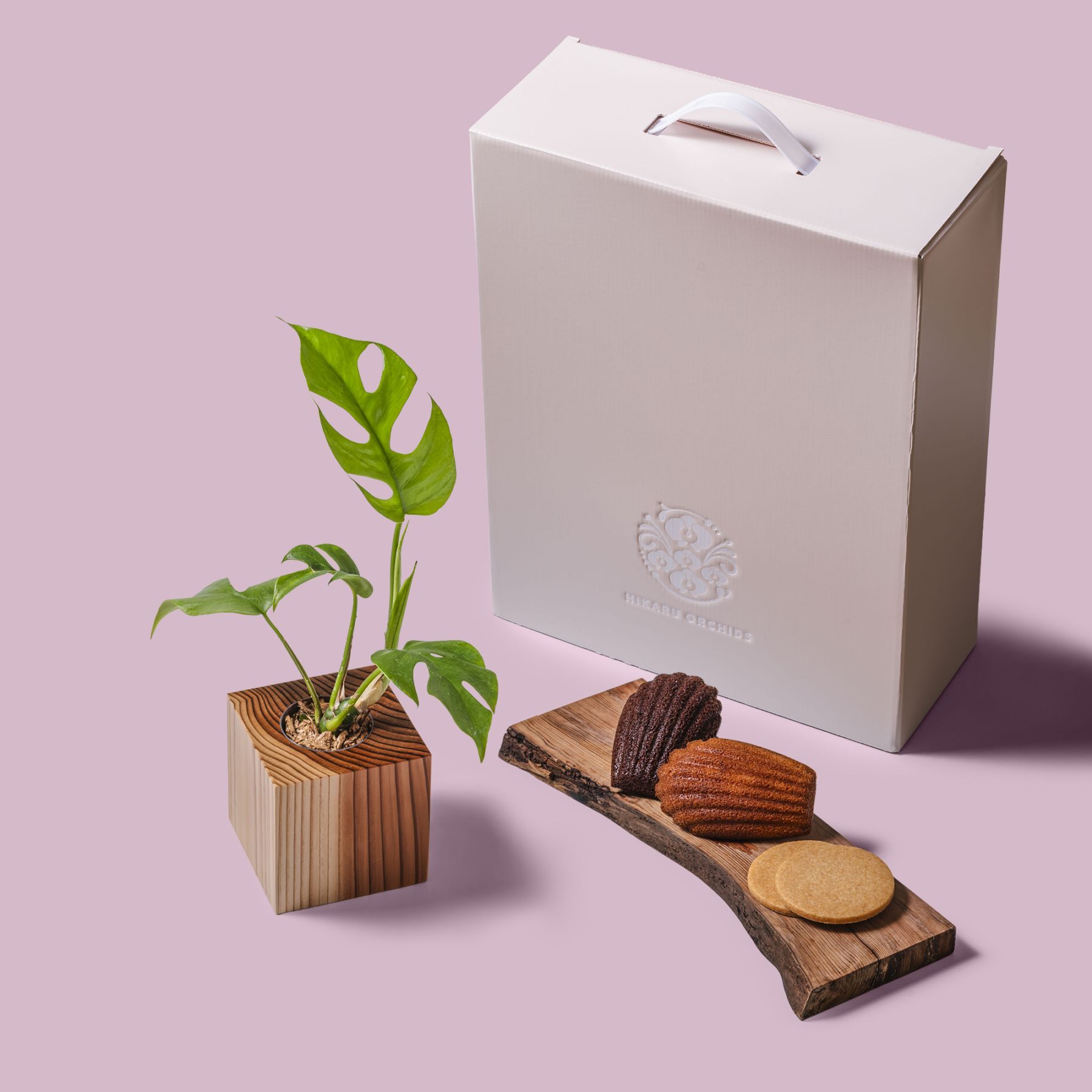 ヒメモンステラ / 土不使用の観葉植物 / Gallery SIGMA. 焼き菓子セット / GREEN CUBE SWEETS（グリーンキューブスイーツ） [002016]