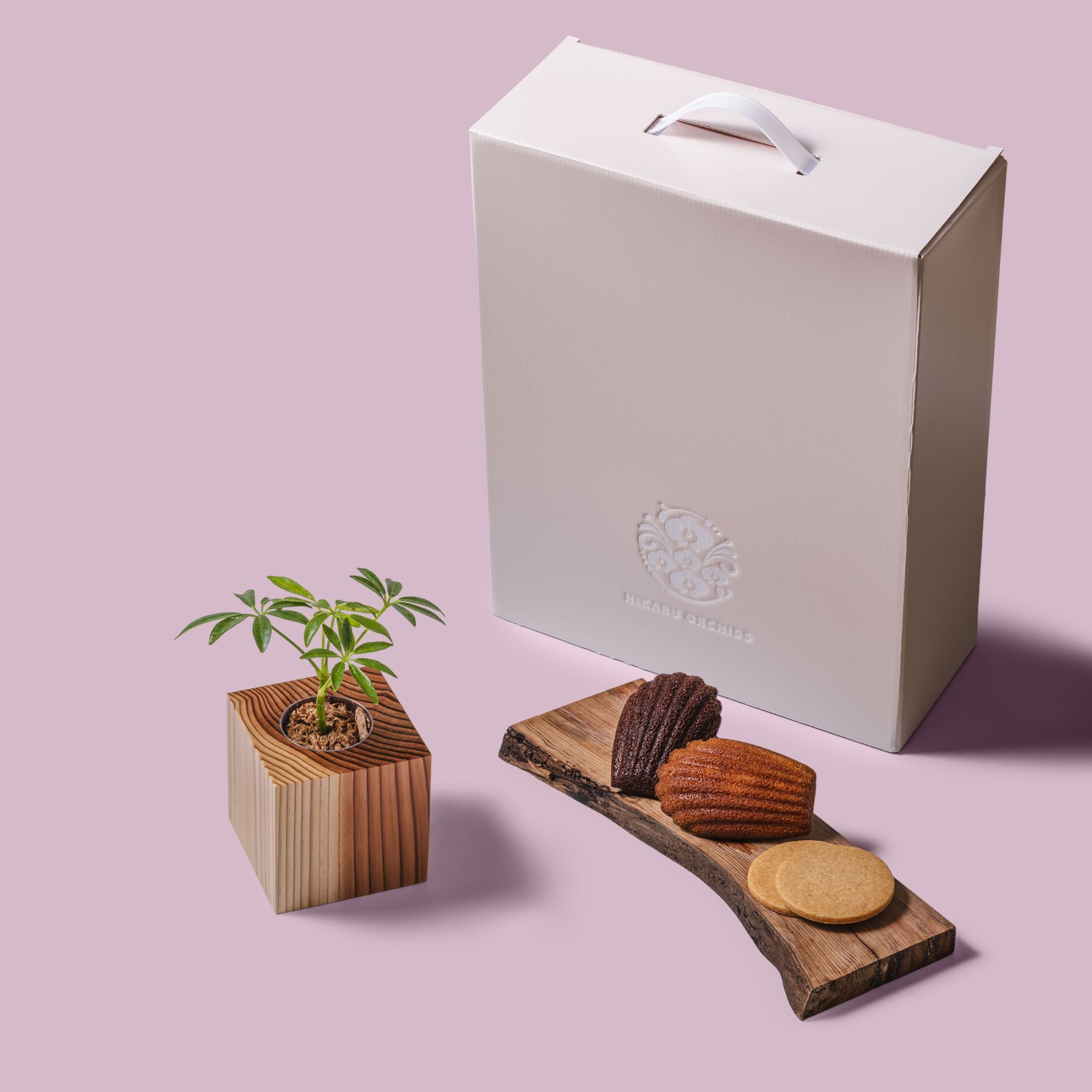 シェフレラ（カポック） / 土不使用の観葉植物 / Gallery SIGMA. 焼き菓子セット / GREEN CUBE SWEETS（グリーンキューブスイーツ） [002017]