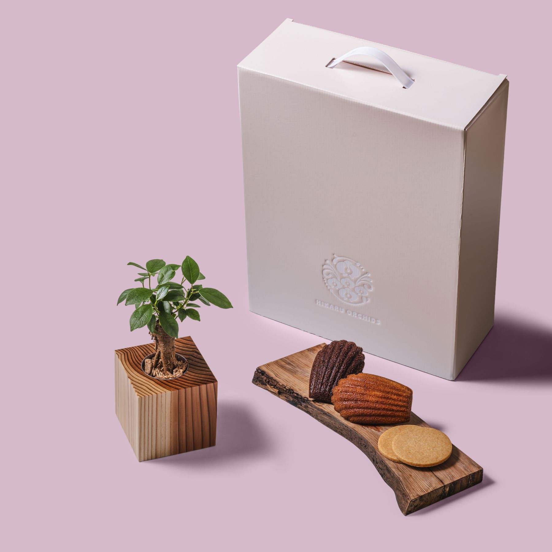 ガジュマル / 土不使用の観葉植物 / Gallery SIGMA. 焼き菓子セット / GREEN CUBE SWEETS（グリーンキューブスイーツ） [002019]