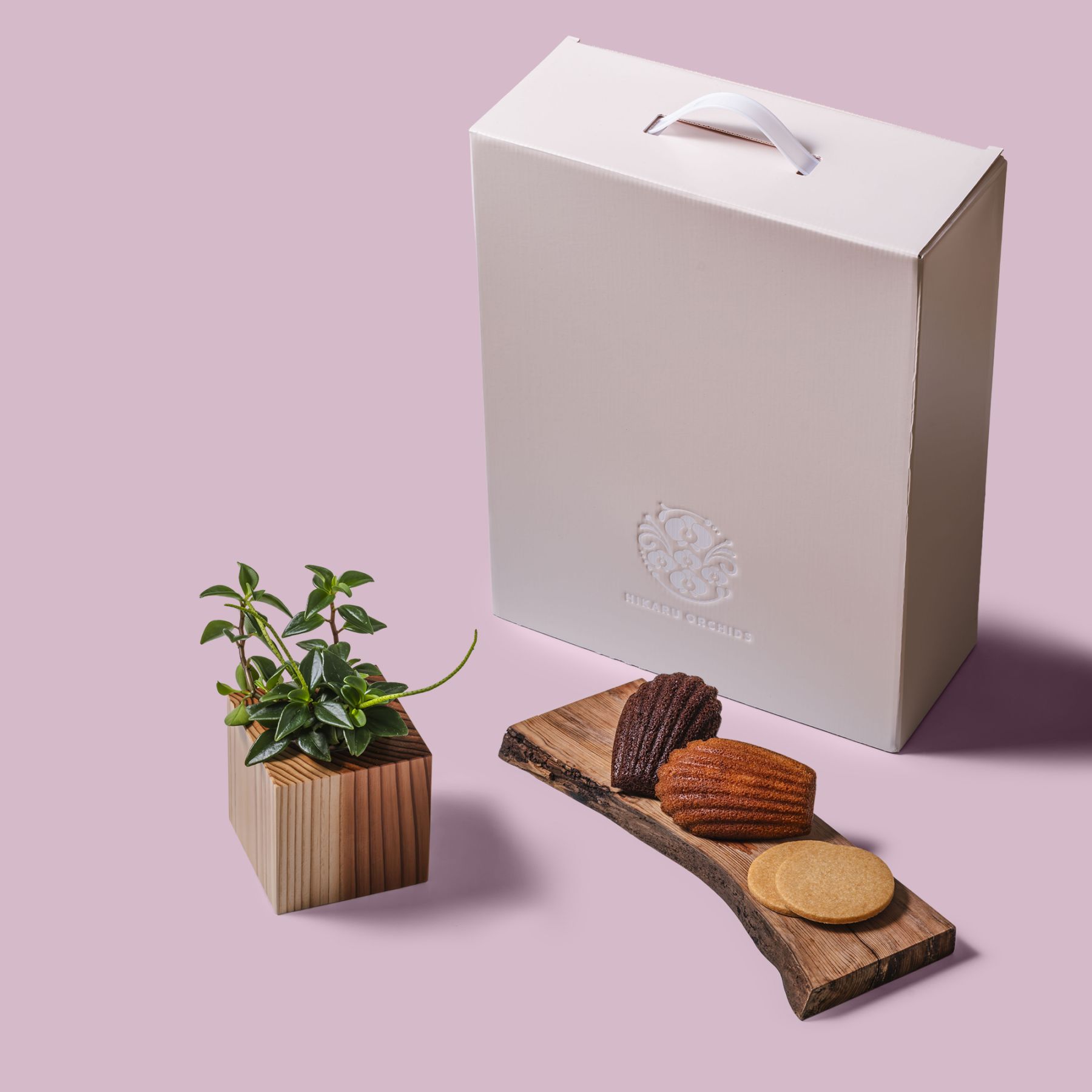 ペペロミア / 土不使用の観葉植物 / Gallery SIGMA. 焼き菓子セット / GREEN CUBE SWEETS（グリーンキューブスイーツ） [002020]