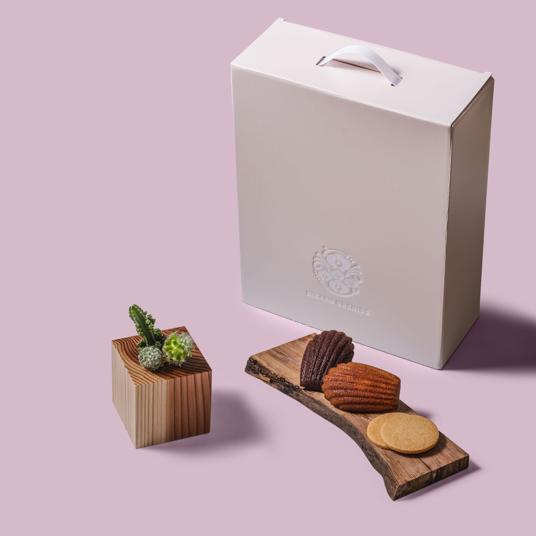 サボテン セレウス・マミラリア・エキノプシス / 土不使用の観葉植物 / Gallery SIGMA. 焼き菓子セット / GREEN CUBE SWEETS（グリーンキューブスイーツ） [002022]