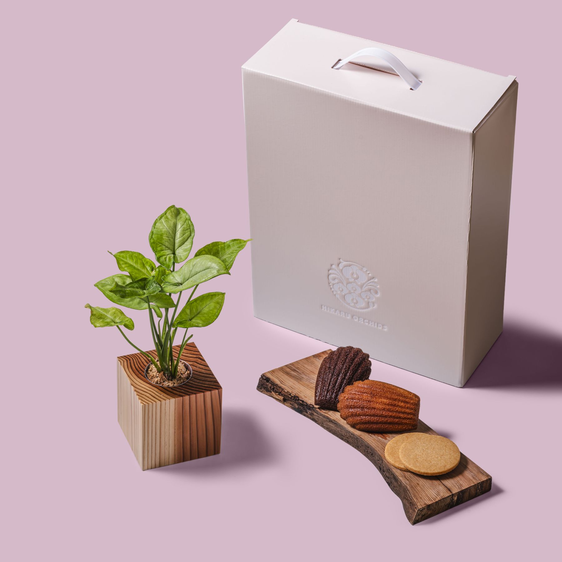 シンゴ二ウム / 土不使用の観葉植物 / Gallery SIGMA. 焼き菓子セット / GREEN CUBE SWEETS（グリーンキューブスイーツ） [002023]