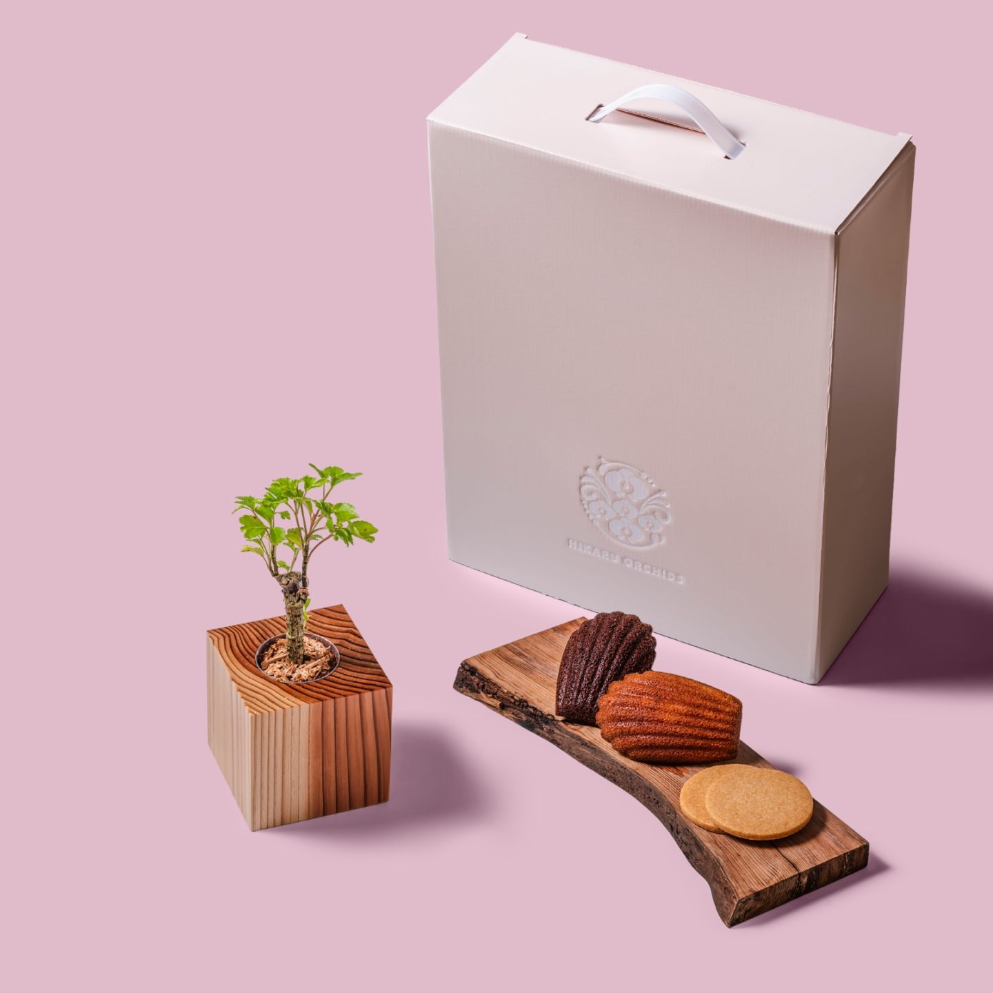 ポリシャス・バタフライ / 土不使用の観葉植物 / Gallery SIGMA. 焼き菓子セット / GREEN CUBE SWEETS（グリーンキューブスイーツ） [002024]