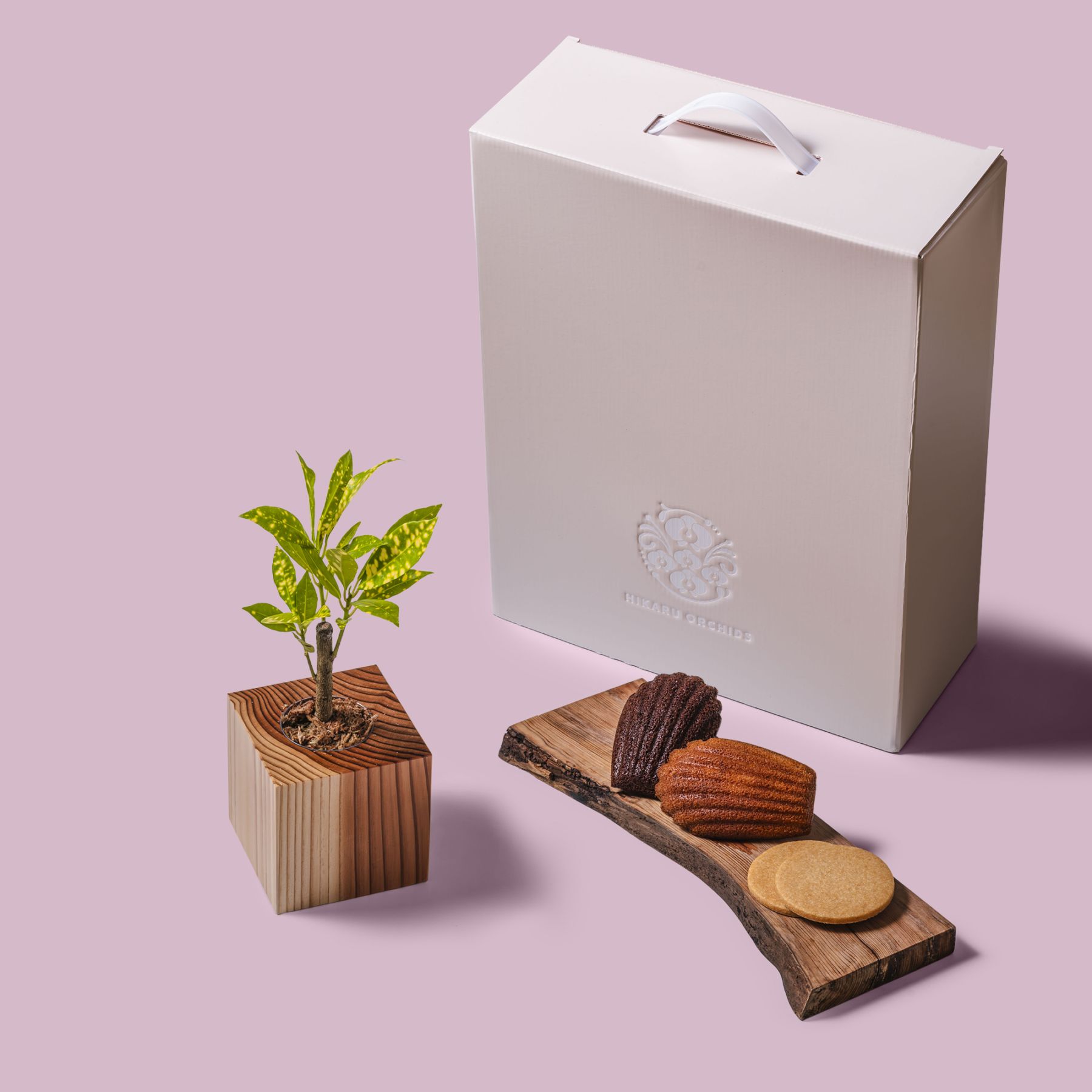 クロトン・アキュビフォリア / 土不使用の観葉植物 / Gallery SIGMA. 焼き菓子セット / GREEN CUBE SWEETS（グリーンキューブスイーツ） [002025]