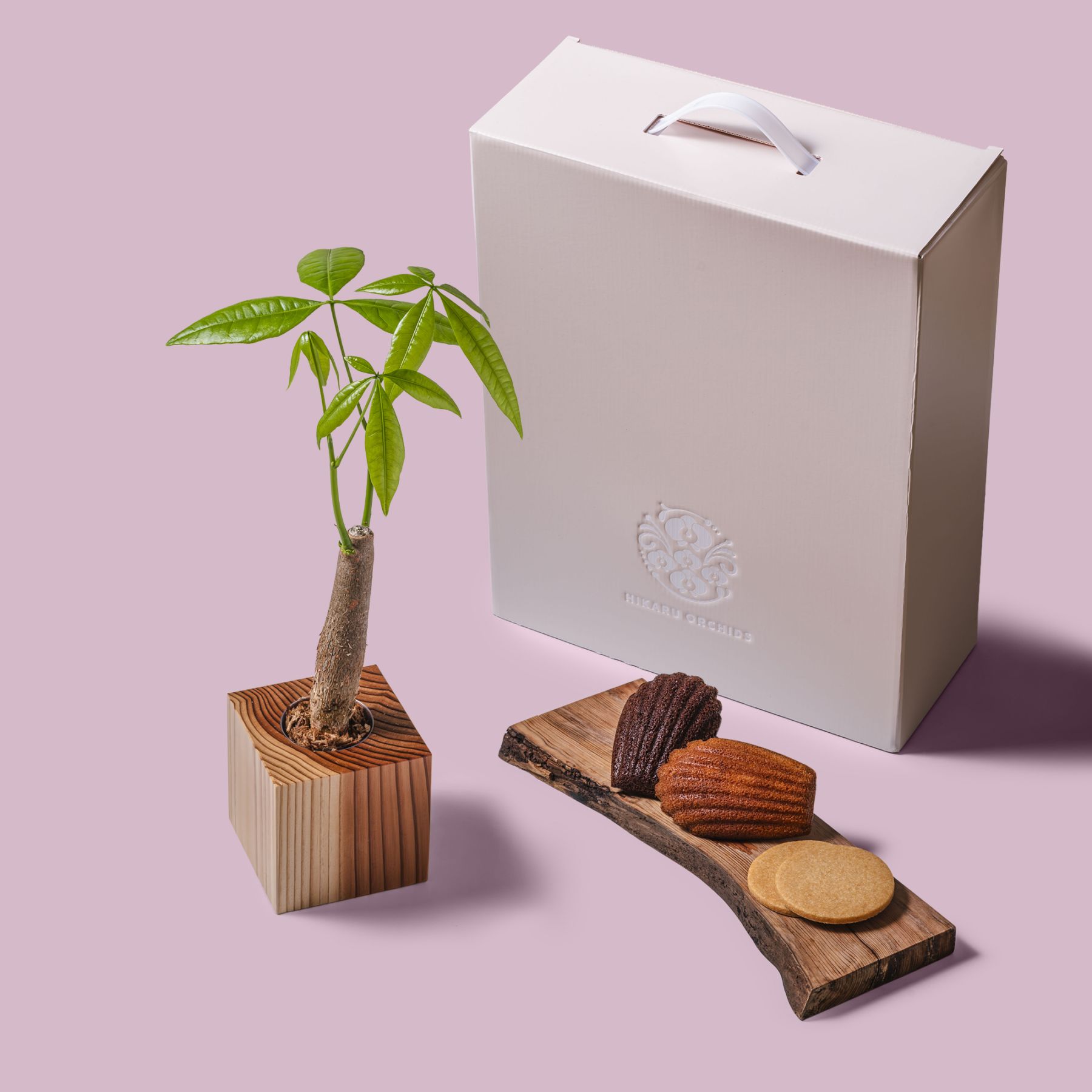 パキラ / 土不使用の観葉植物 / Gallery SIGMA. 焼き菓子セット / GREEN CUBE SWEETS（グリーンキューブスイーツ） [002026]